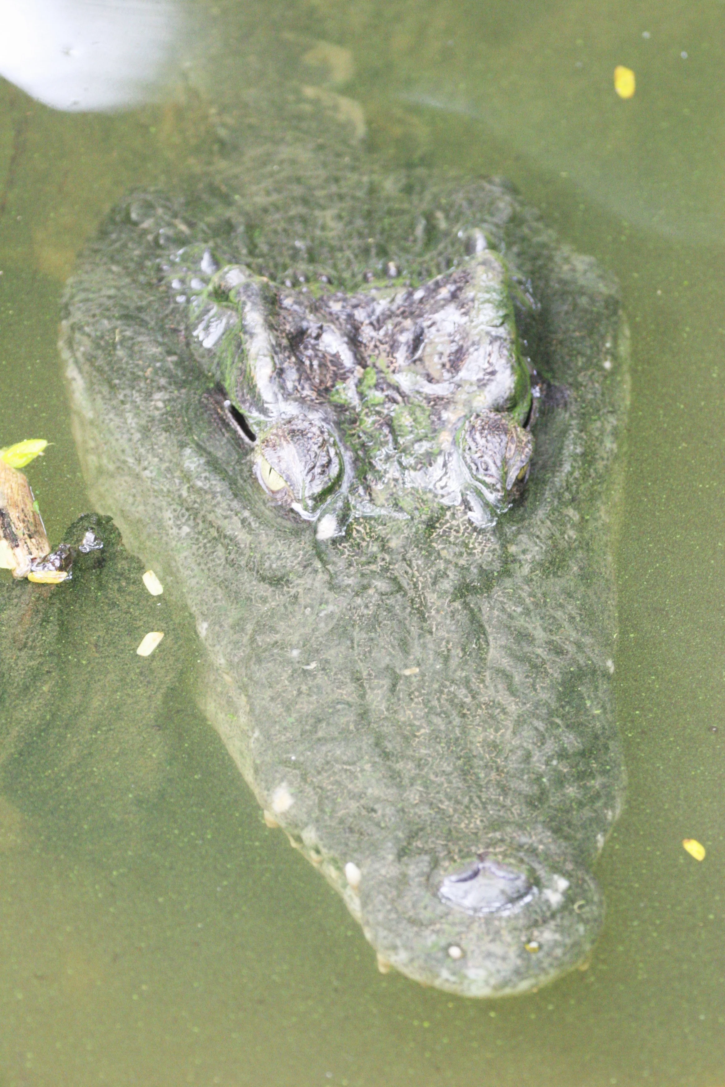 Crocodylus siamensis -  SIAMESE CROCODILE - BUENG BORAPHET THAILAND (10).JPG