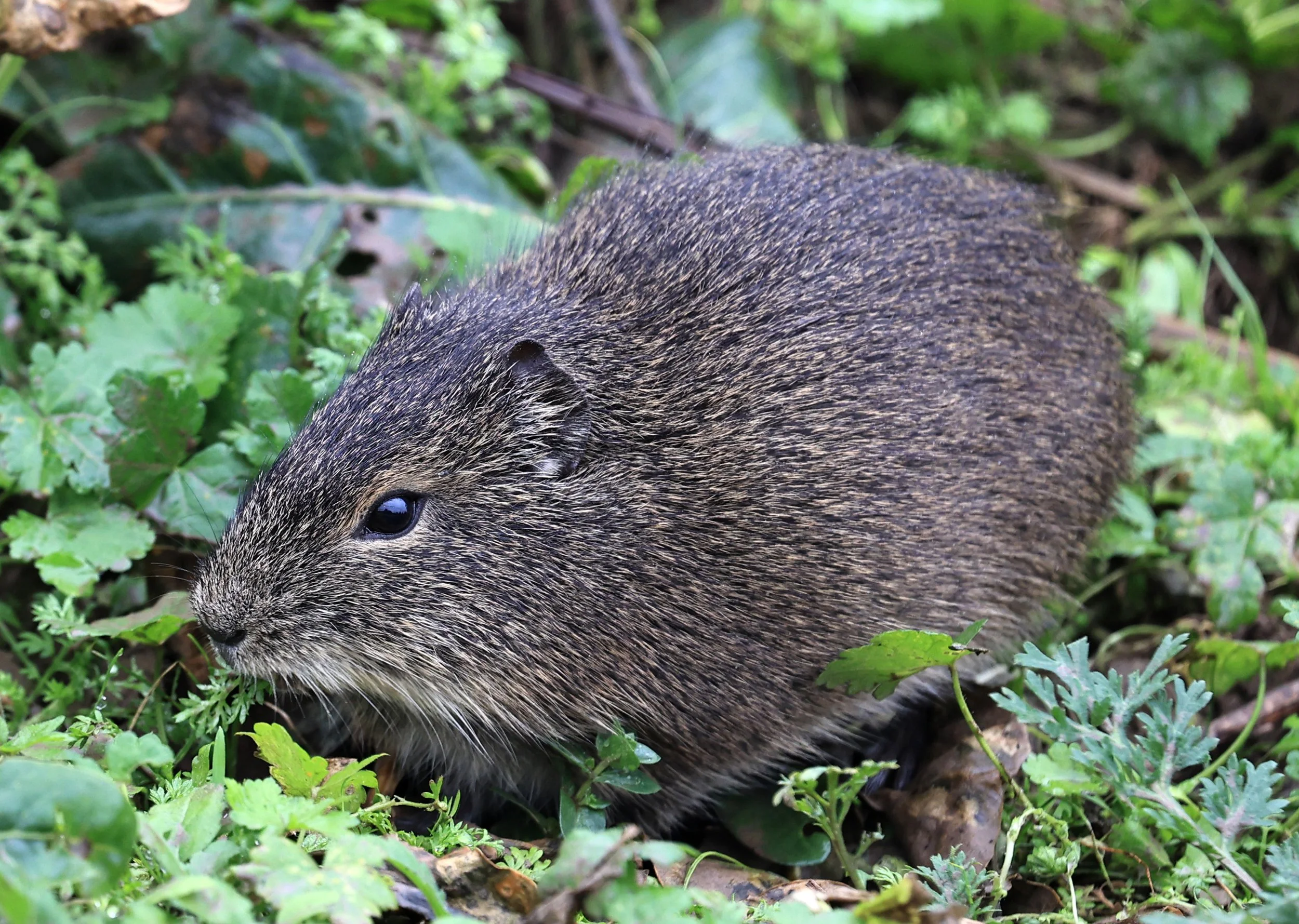 Brazilian Guinea Pig or Cavy (Cavia aperea) Reserva Natural Ceibas, Entre Rios, Argentina (187).jpg