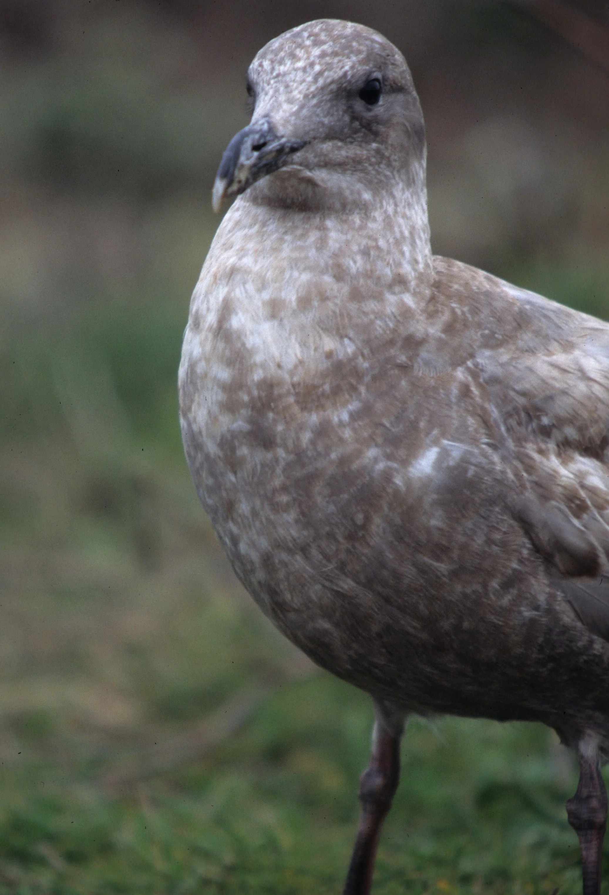 BIRD - GULL - WESTERN IMMATURE - BODEGA BAY.jpg