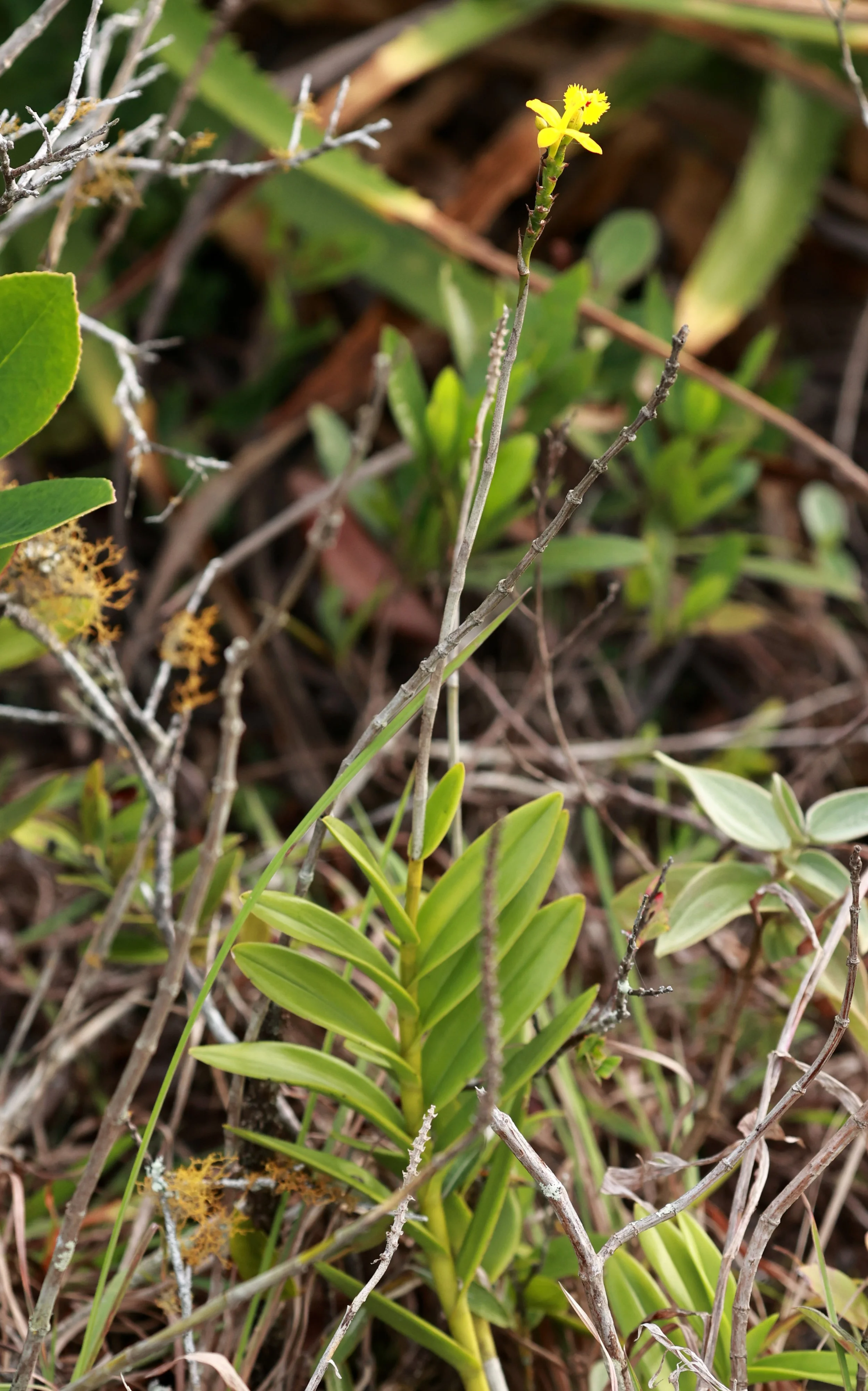 Orchidaceae species - Superagüi National Park, Brazil 