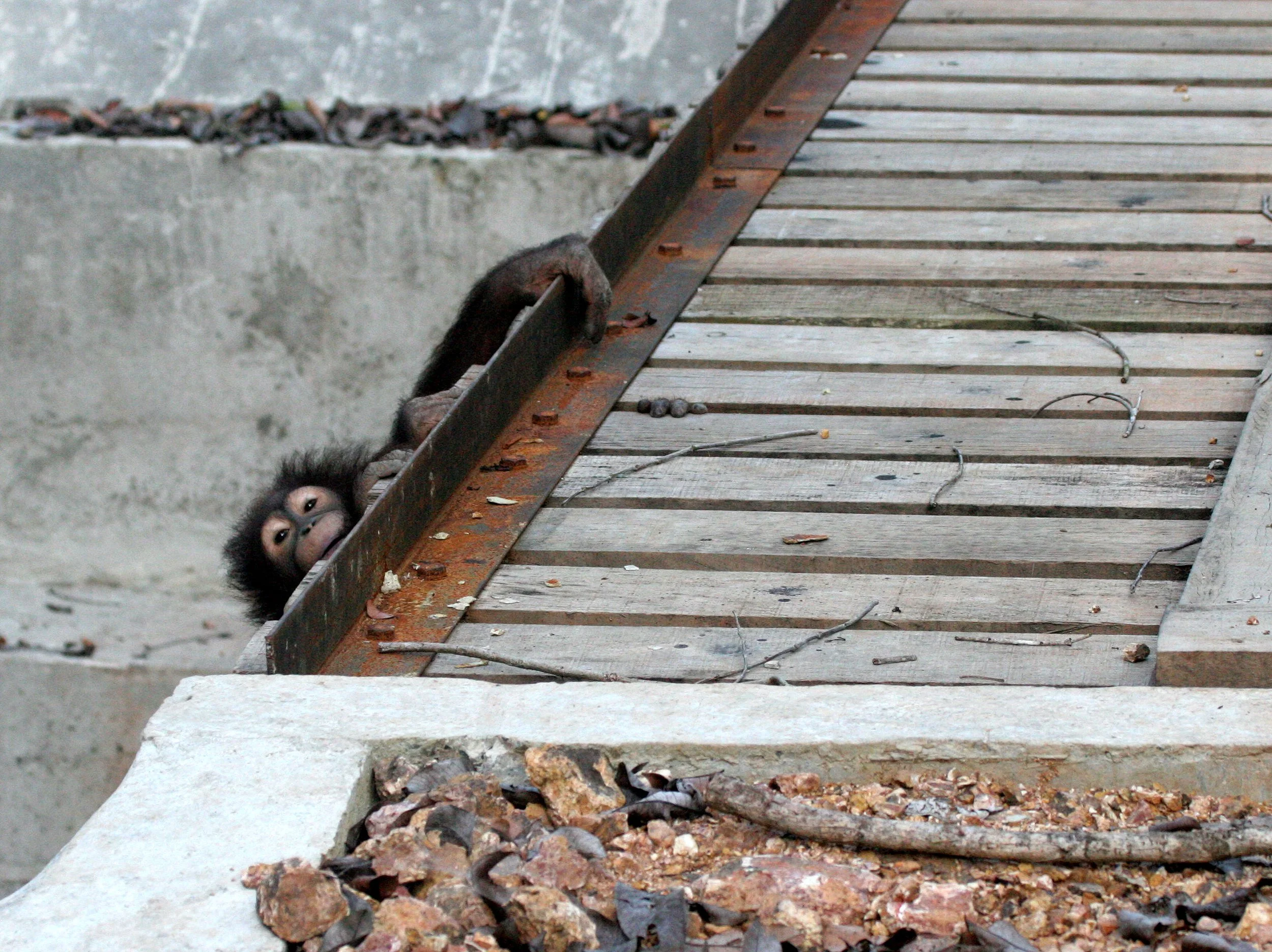 HOMINIDAE - Pongo pygmaeus morio - TOBY - TABIN WILDLIFE RESERVE BORNEO (26).JPG