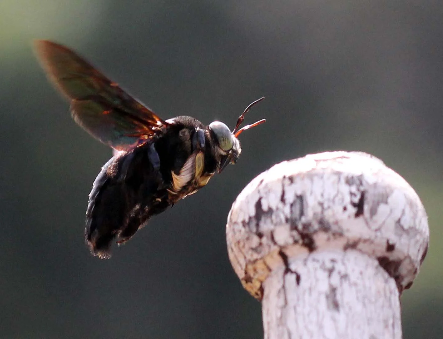 Apidae - CARPENTER BEE - KHAO SOK NATIONAL PARK (24).JPG