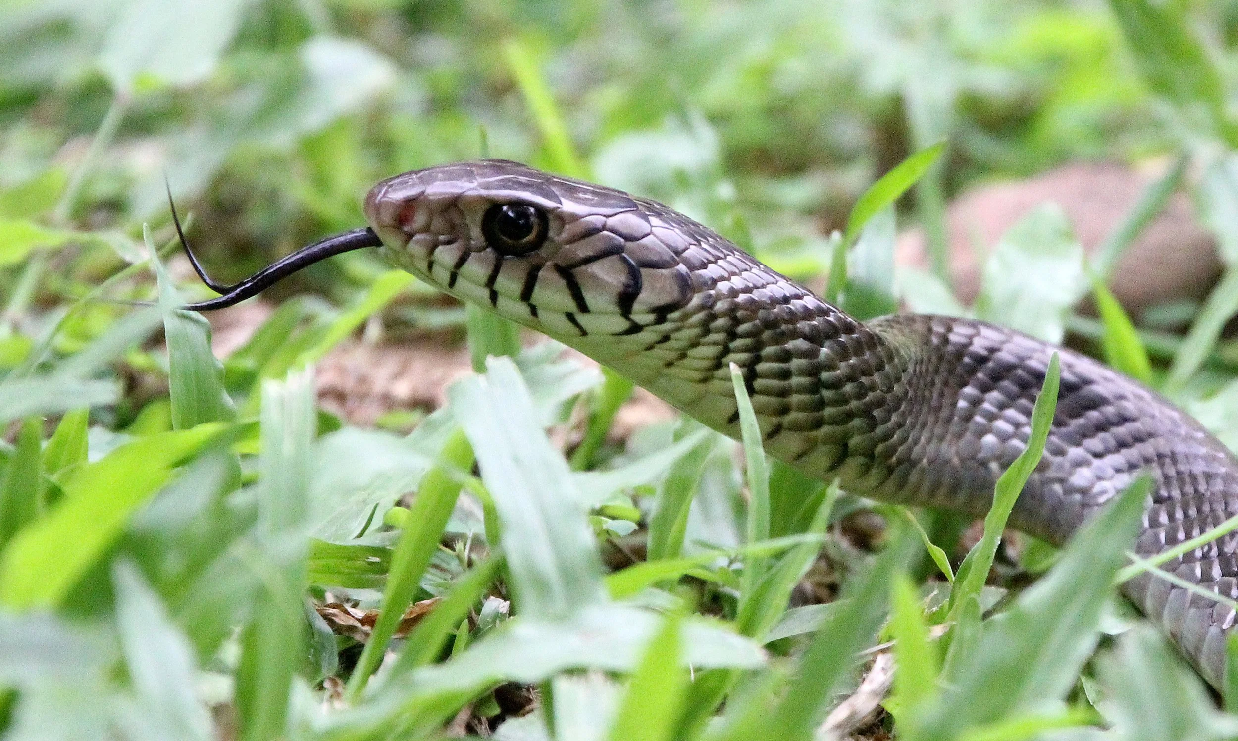 Ptyas mucosa - INDIAN RAT SNAKE - SIGIRIYA FOREST SRI LANKA (8).JPG