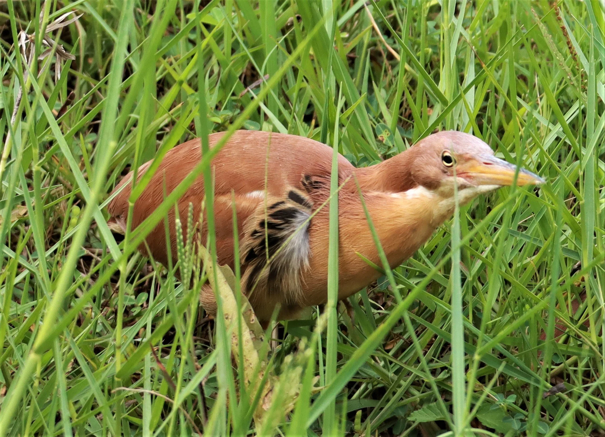 BITTERN - CINNAMON BITTERN (CHESTNUT BITTERN) - Ixobrychus cinnamomeus - BURIRAM HUAI CHORAKHE MAK (84).jpg