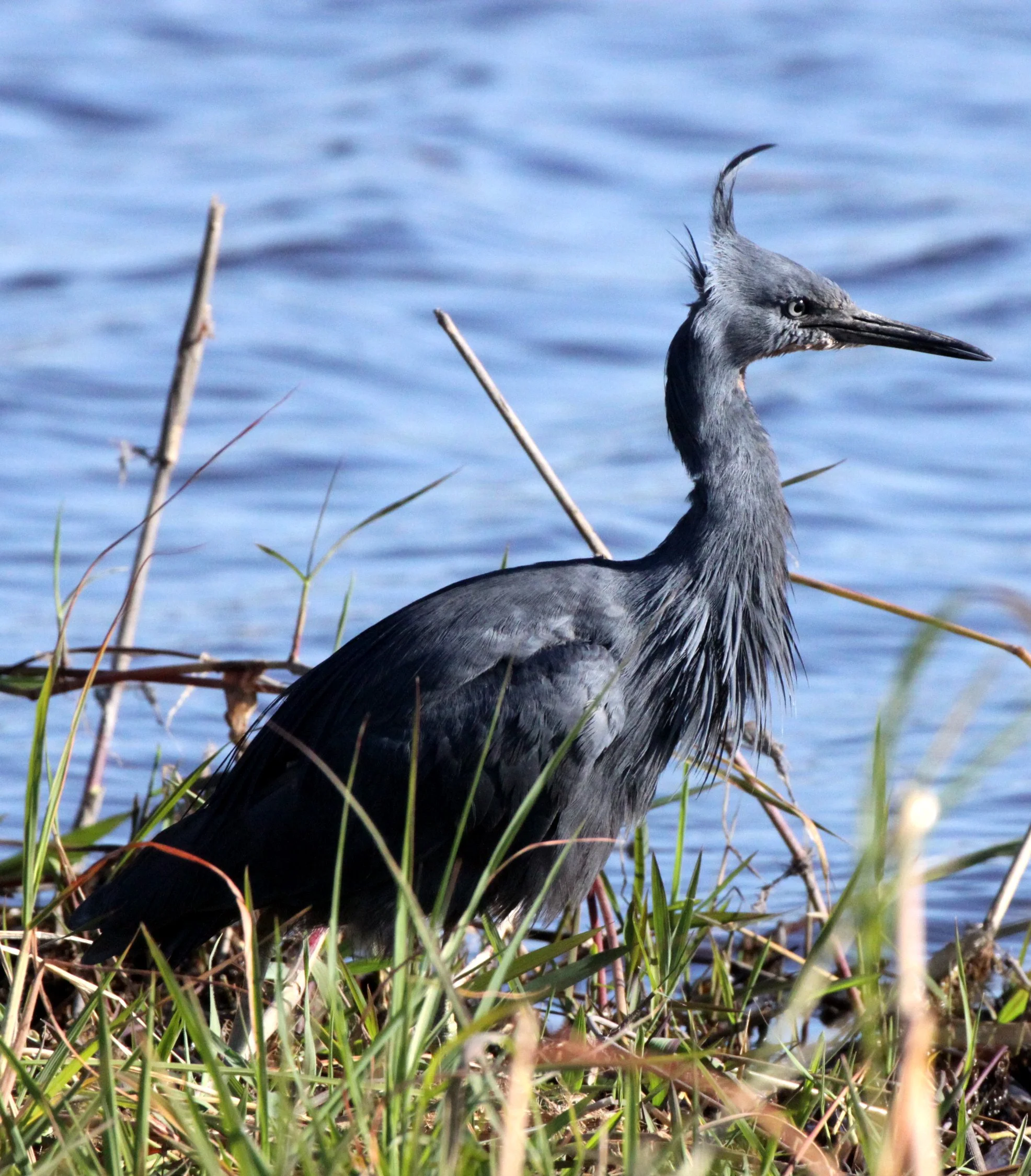 HERON - BLACK HERON (EGRET) - Egretta ardesiaca - CHOBE NATIONAL PARK BOTSWANA (12).JPG
