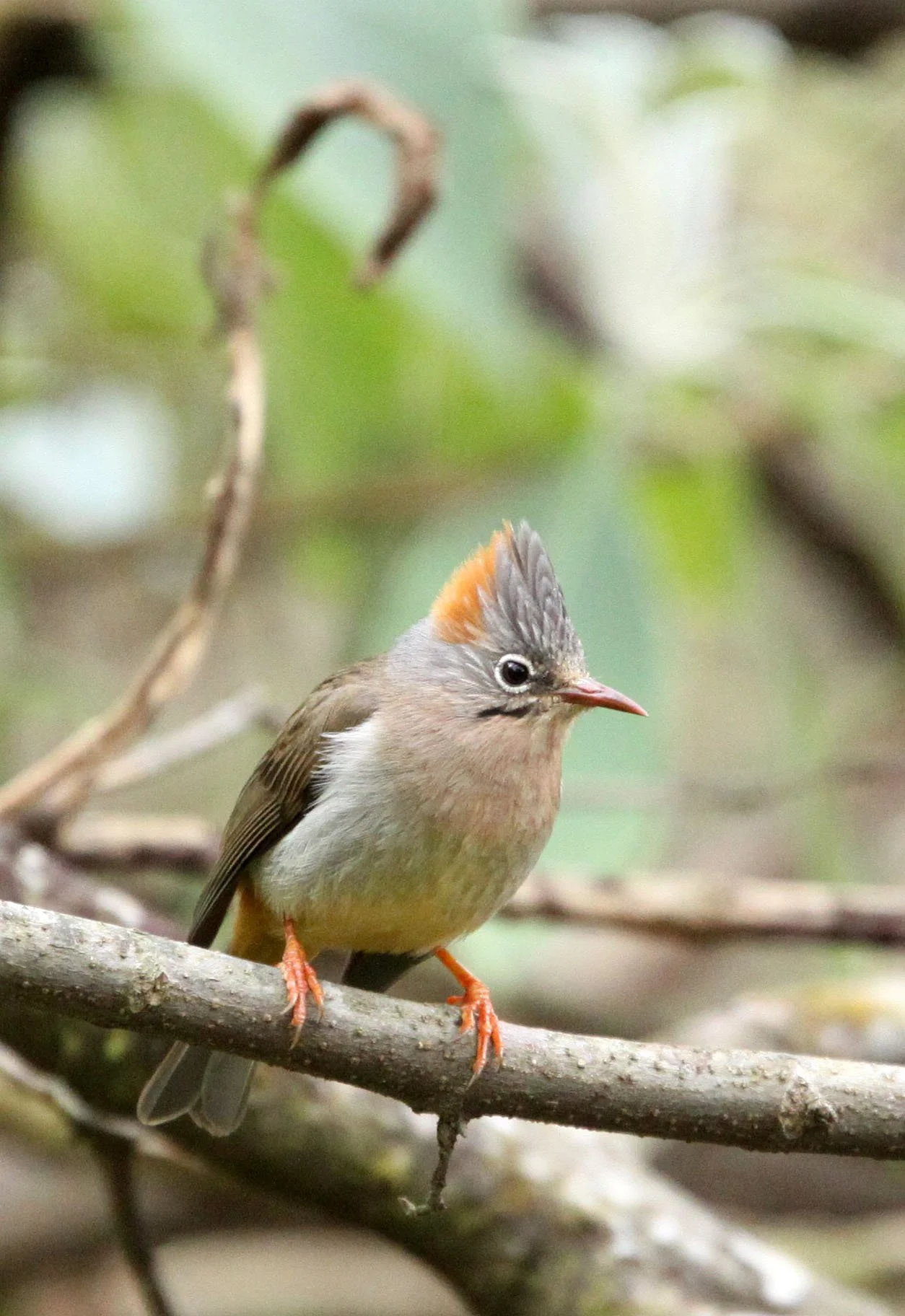 Rufous-vented Yuhina (Yuhina occipitalis) Wuliangshan Reserve, Yunnan China (6).JPG