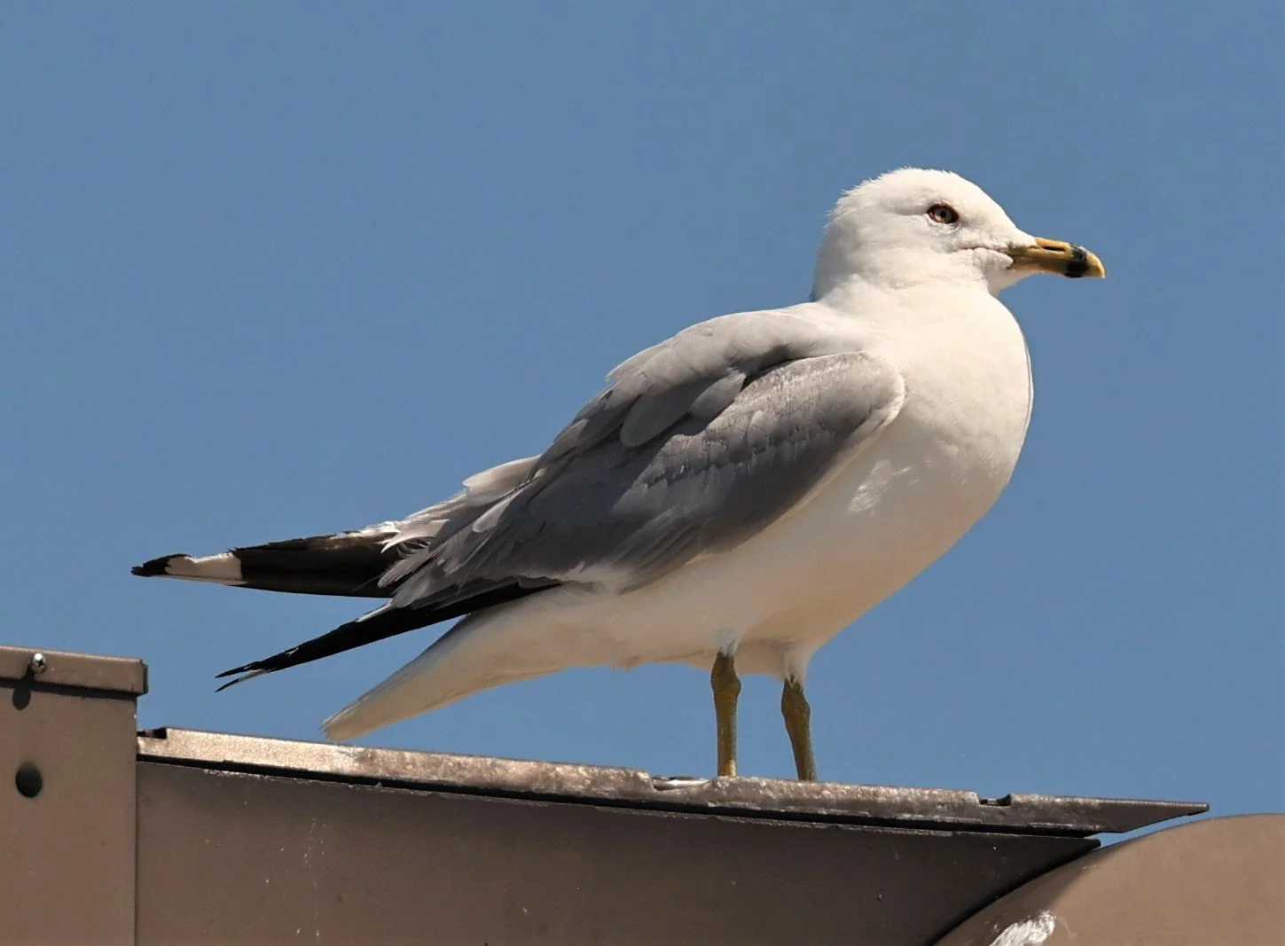 Larus delawarensis - RING-BILLED GULL - CHICAGO ILLINOIS JULY 2022 (2).jpg