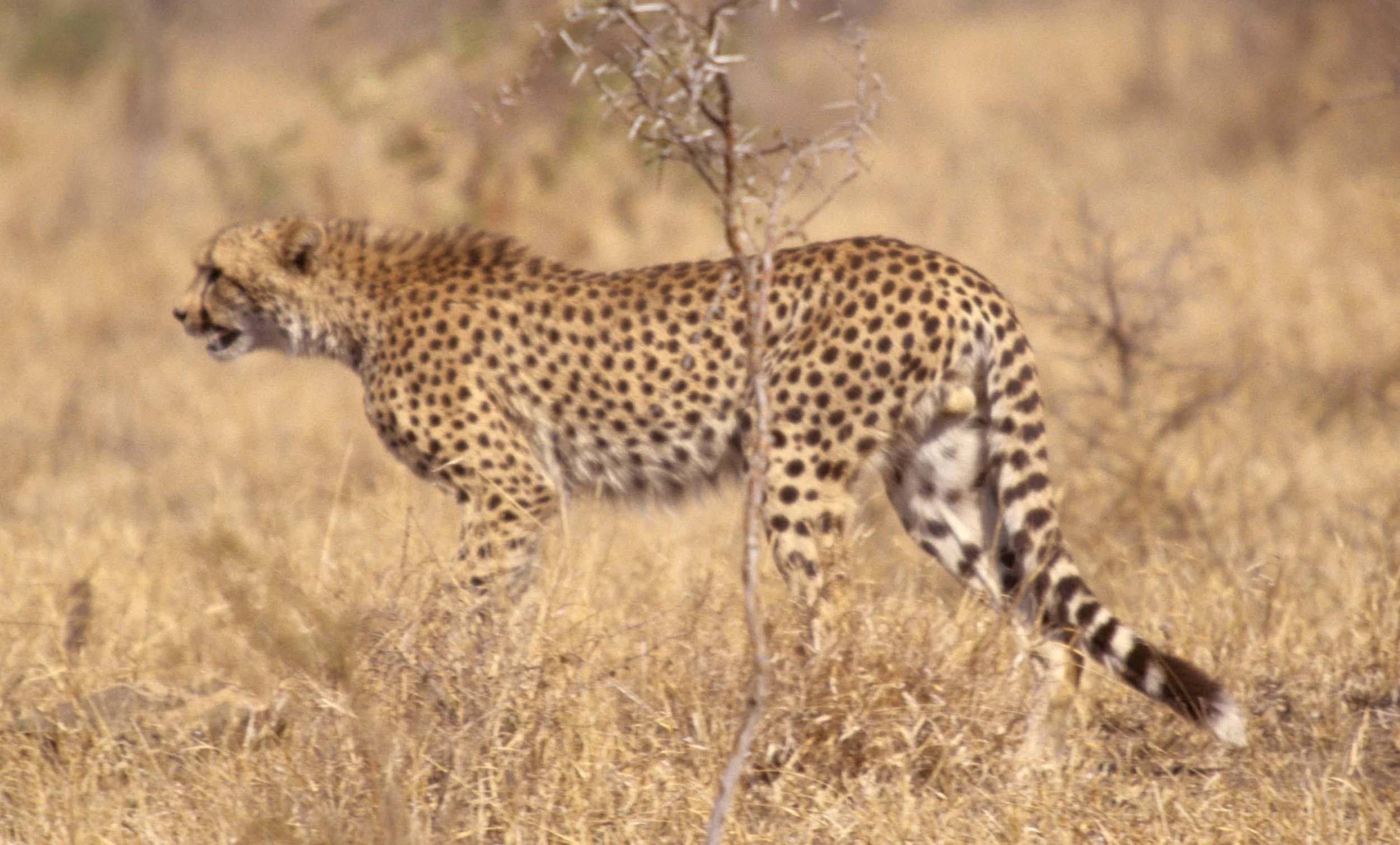 FELID - CHEETAH - KRUGER (8).jpg