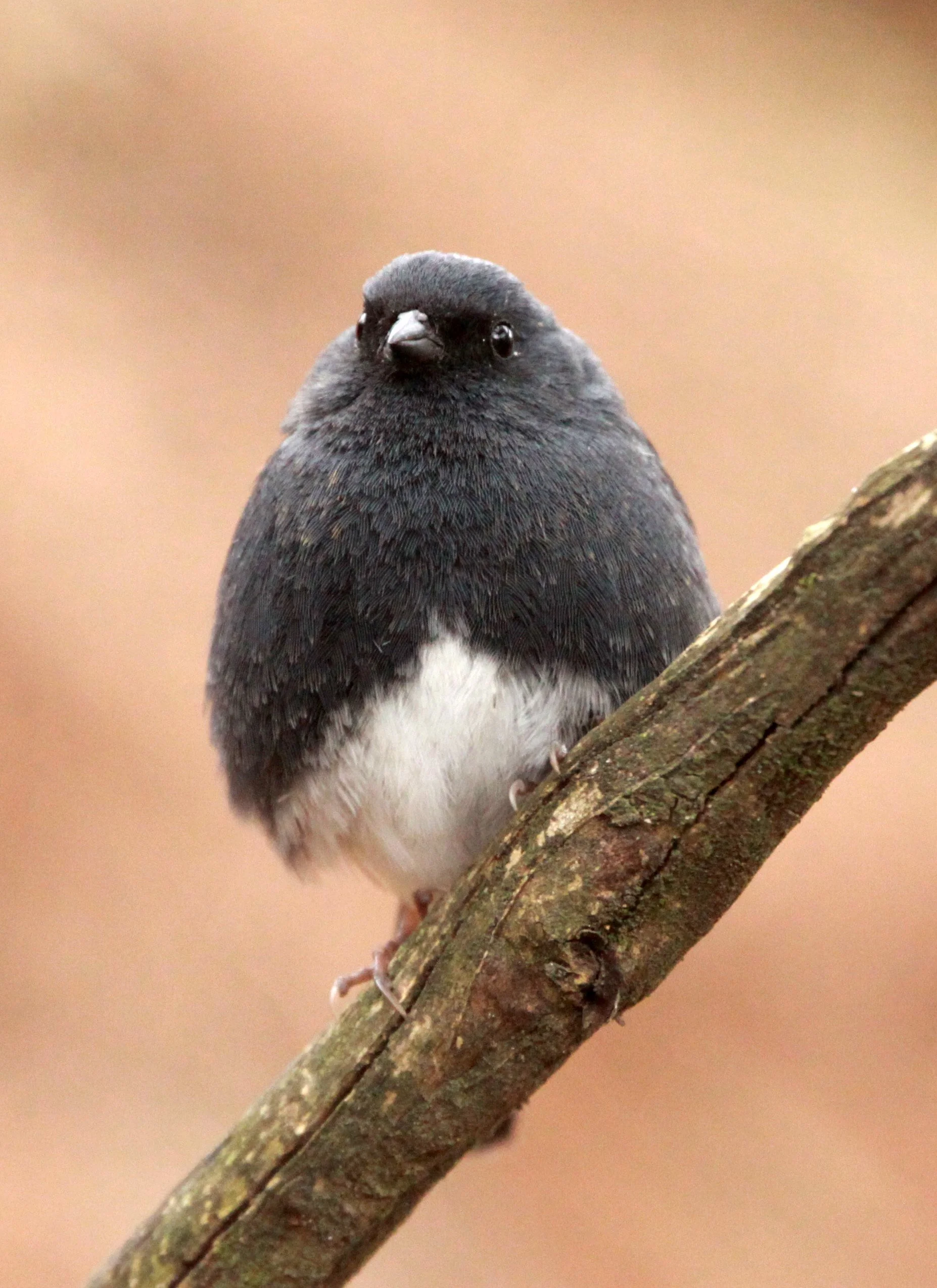Slaty Bunting (Emberiza siemsseni) Huangshan NP Anhui China (7).JPG