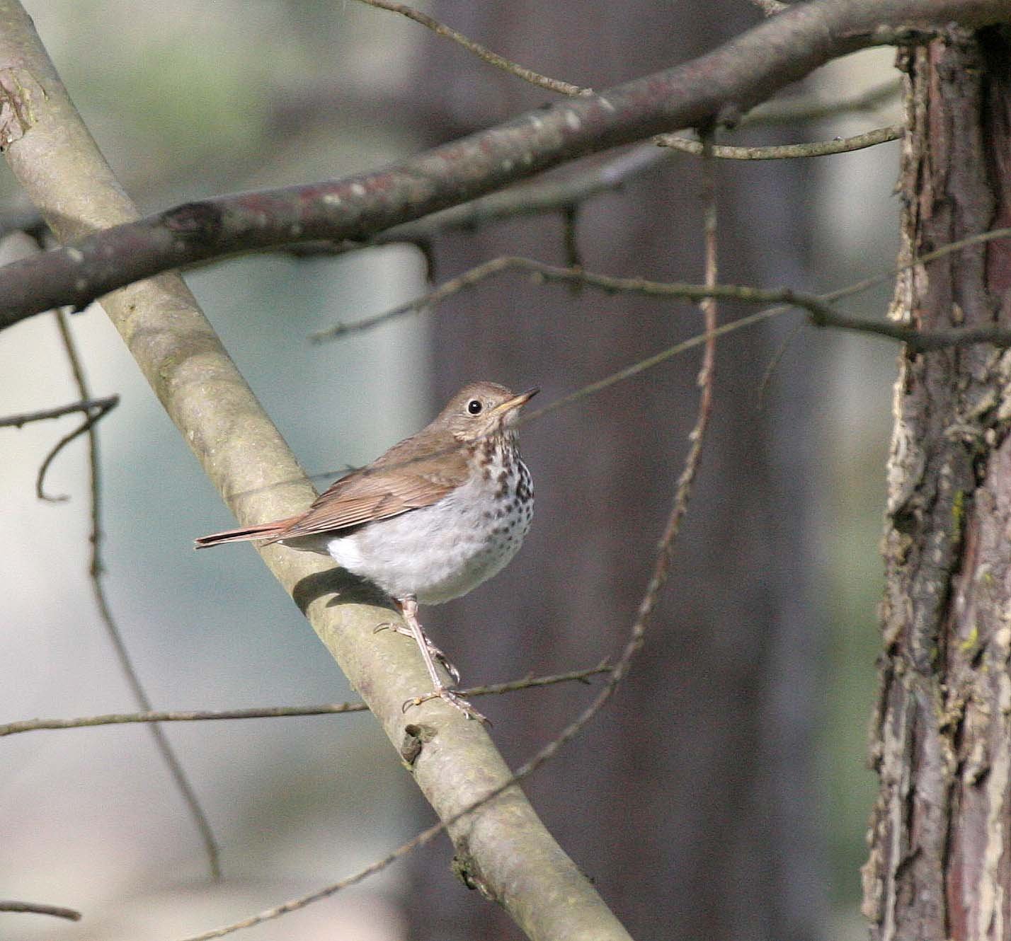 BIRD - THRUSH - SWAINSON'S THRUSH - LAKE FARM WA (2).JPG