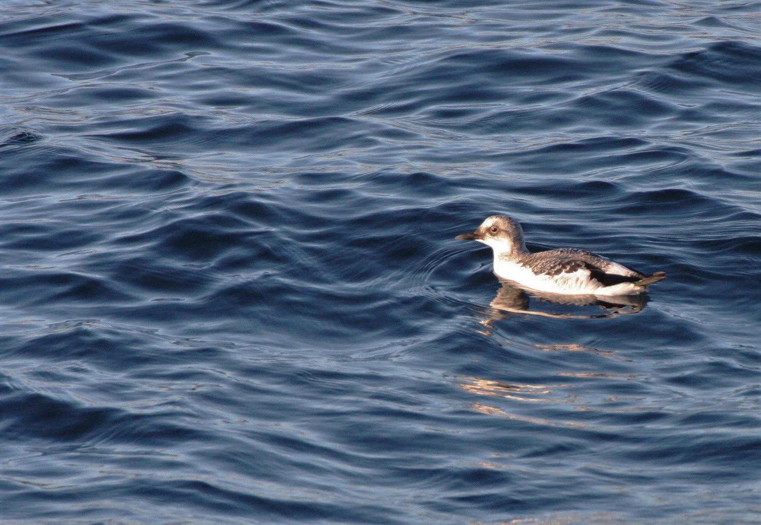 Cepphus columba adiantus - PIGEON GUILLEMOT - ADULT NON-BREEDING - PA HARBOR WA (6).JPG