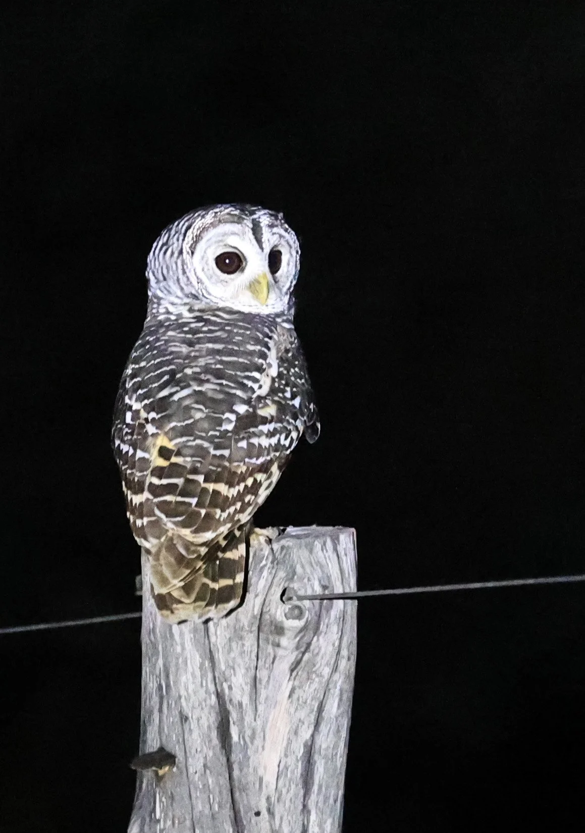 Chaco Owl (Strix chacoensis) Fortin Toledo Paraguay (13).jpg