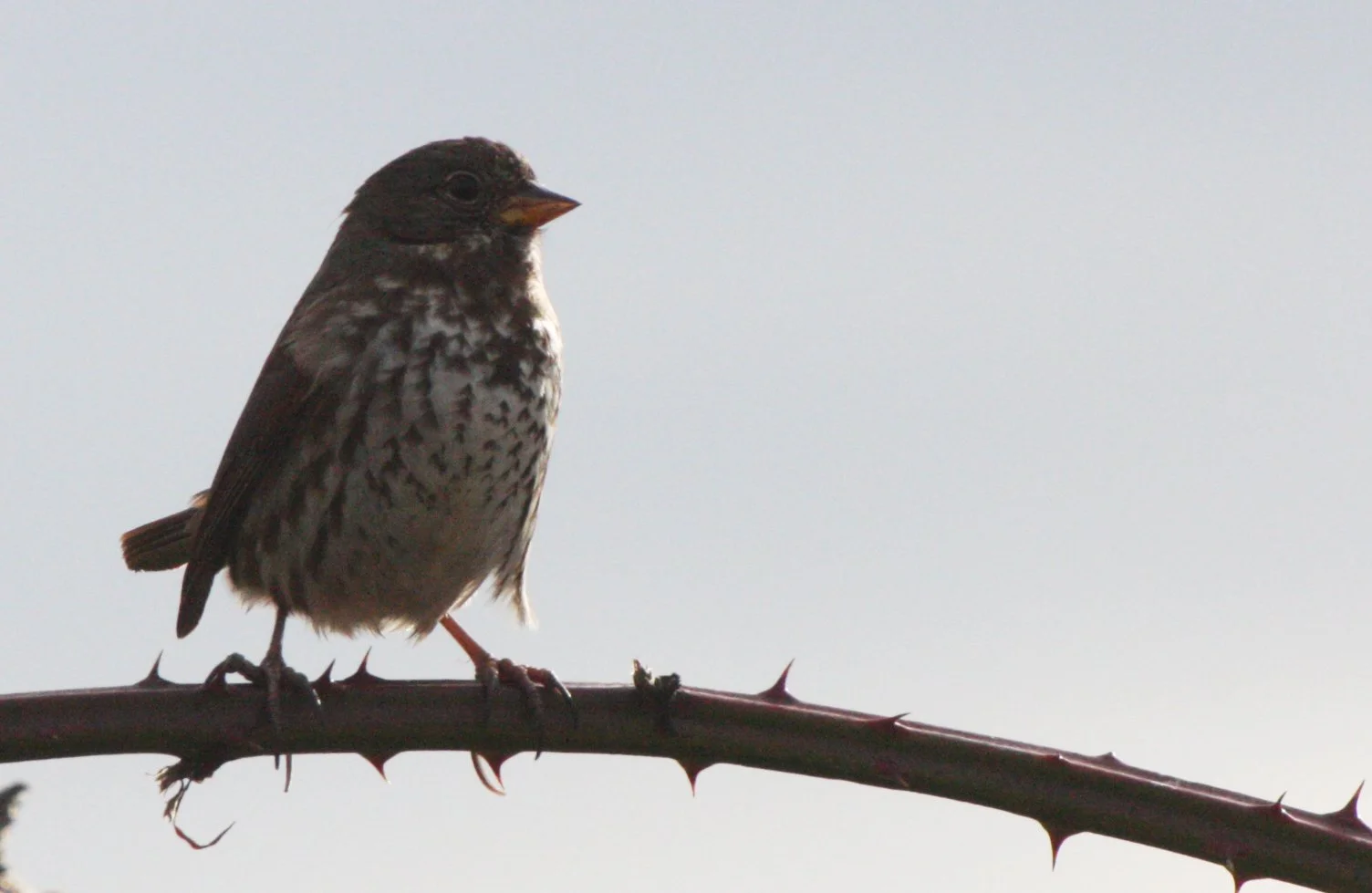 BIRD - SPARROW - FOX SPARROW - JAMESTOWN WA (14).JPG