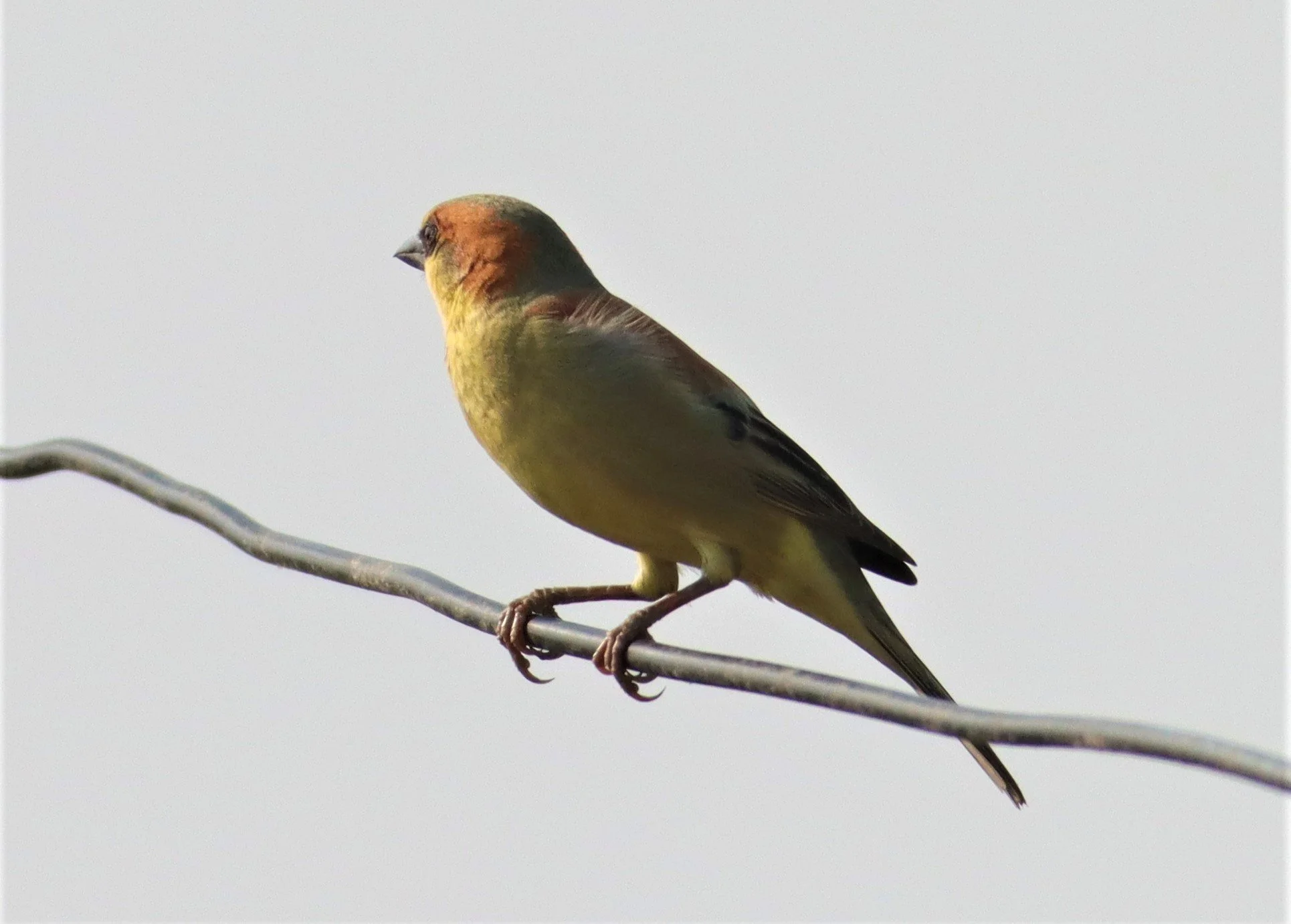 Plain-backed Sparrow (Passer flaveolus) Bang Khaem Wetlands Nakhon Pathom (2).jpg