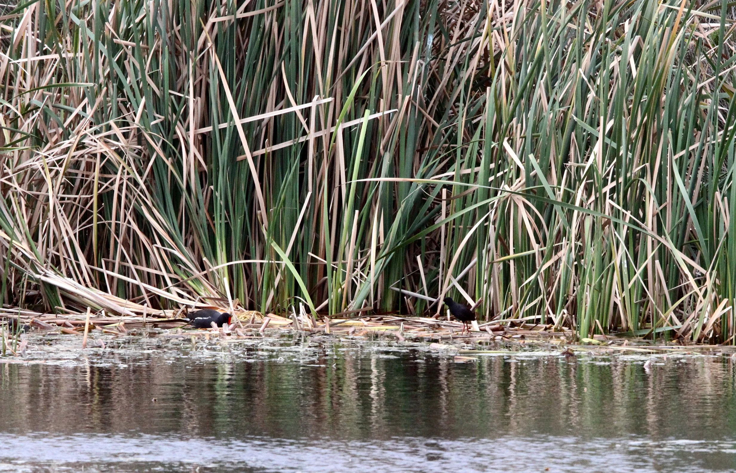 Black Crake (Zapornia flavirostra) Kruger National Park (7).JPG