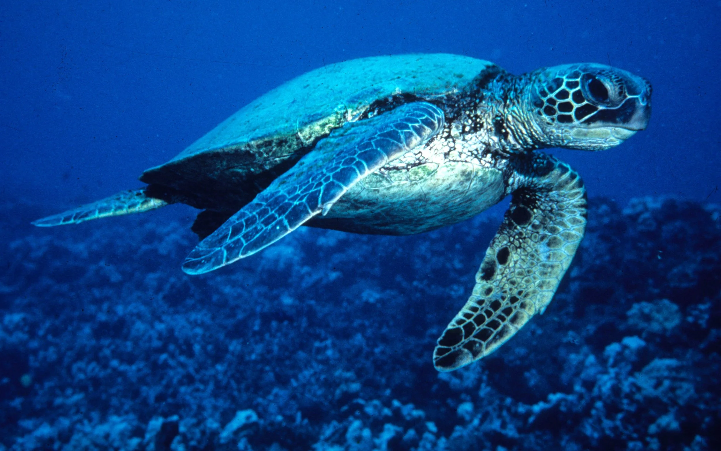 REPTILE - GREEN SEA TURTLE - MONACHUS SCHAUINSLANDI.jpg