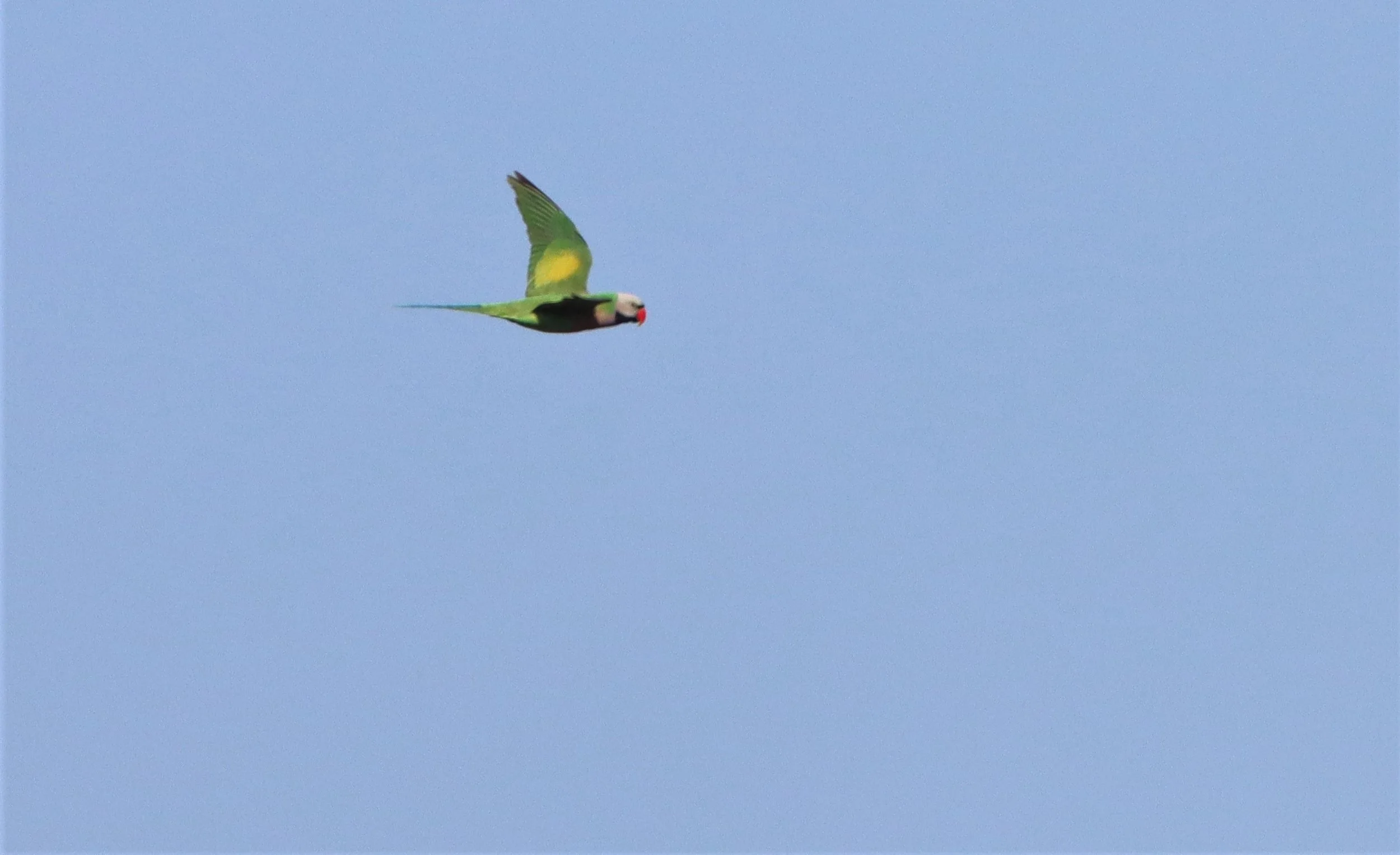 PARAKEET - RED-BREASTED PARAKEET -Psittacula alexandri - PAK CHONG COUNTRYSIDE.jpg