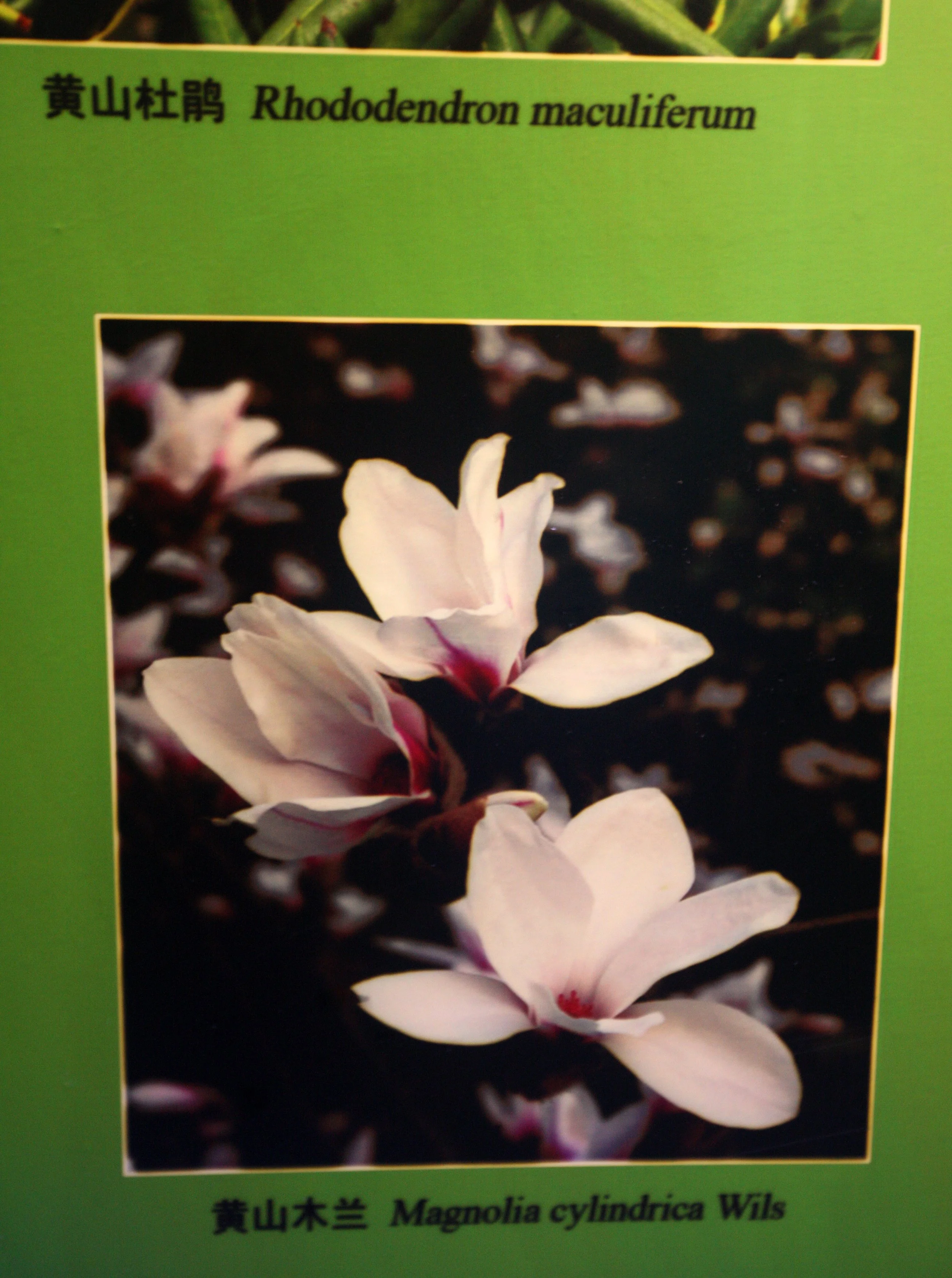 HUANGSHAN NATIONAL PARK ANHUI PROVINCE CHINA (262).JPG