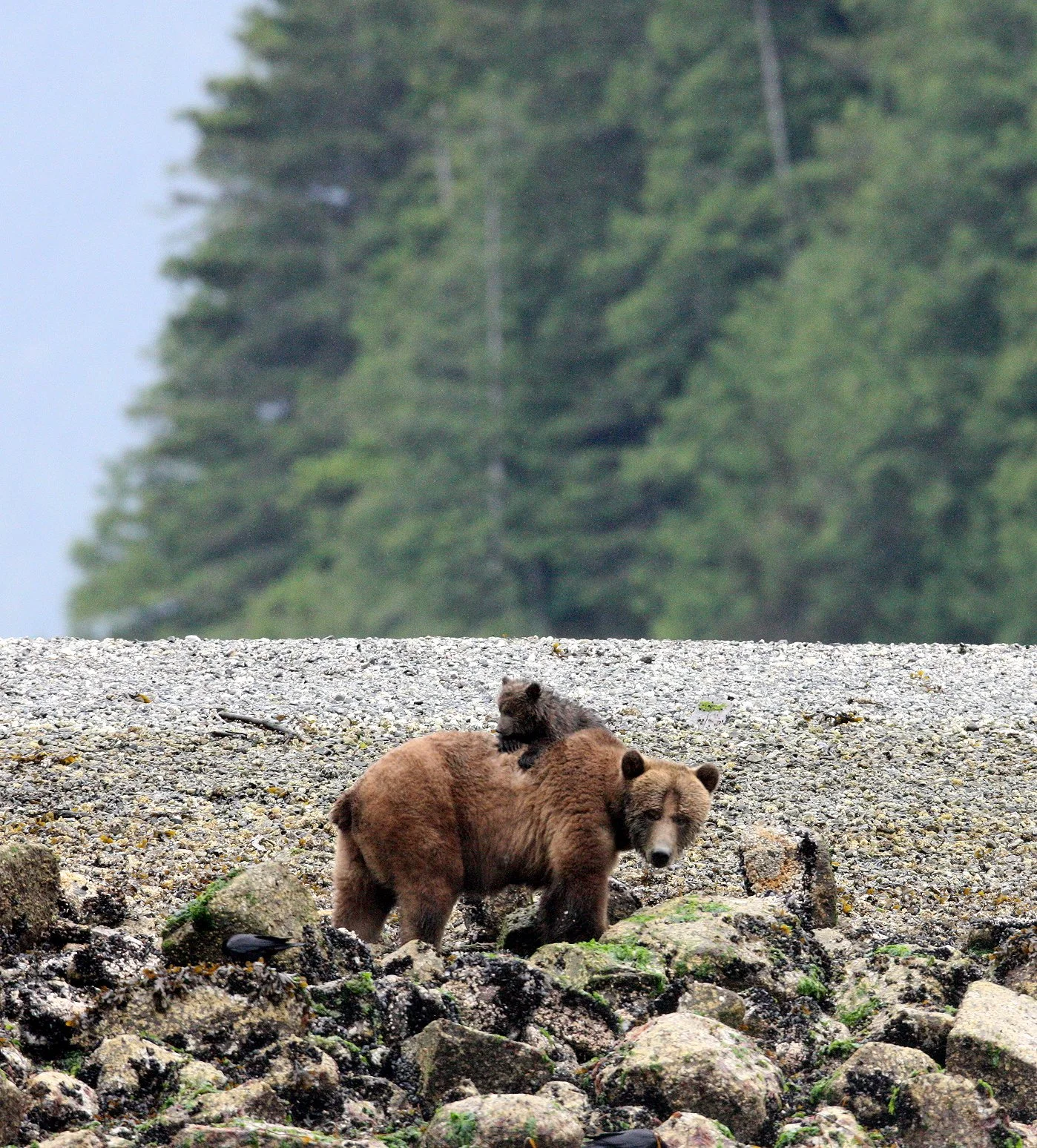 Ursus arctos stikeenensis - STICKEEN'S GRIZZLY BEAR - MOM AND HER FIRST YEAR CUBS - KNIGHT'S INLET BRITISH COLUMBIA (297).JPG