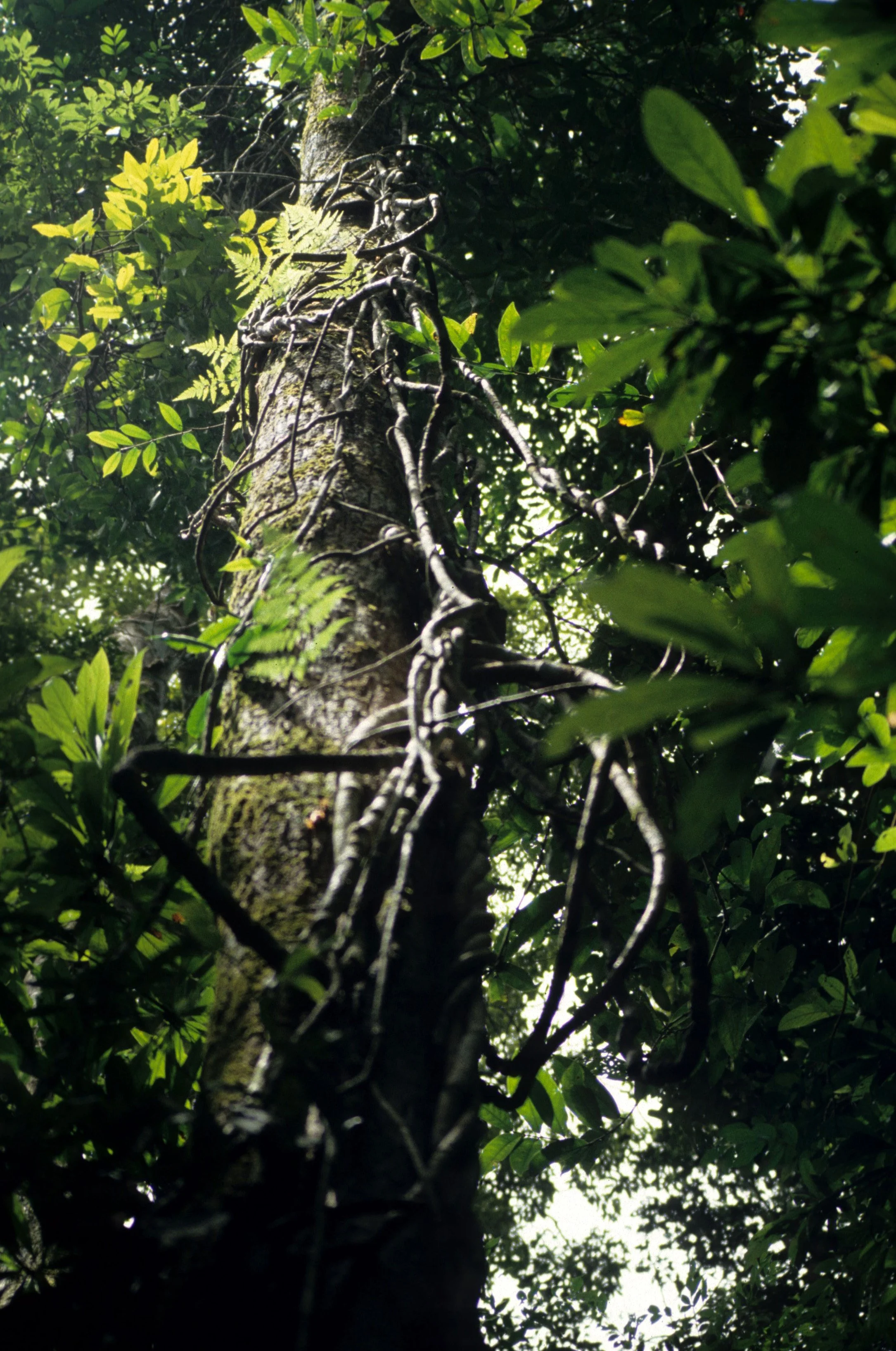 CUC PHUONG NATIONAL PARK - 1994 (15).jpg