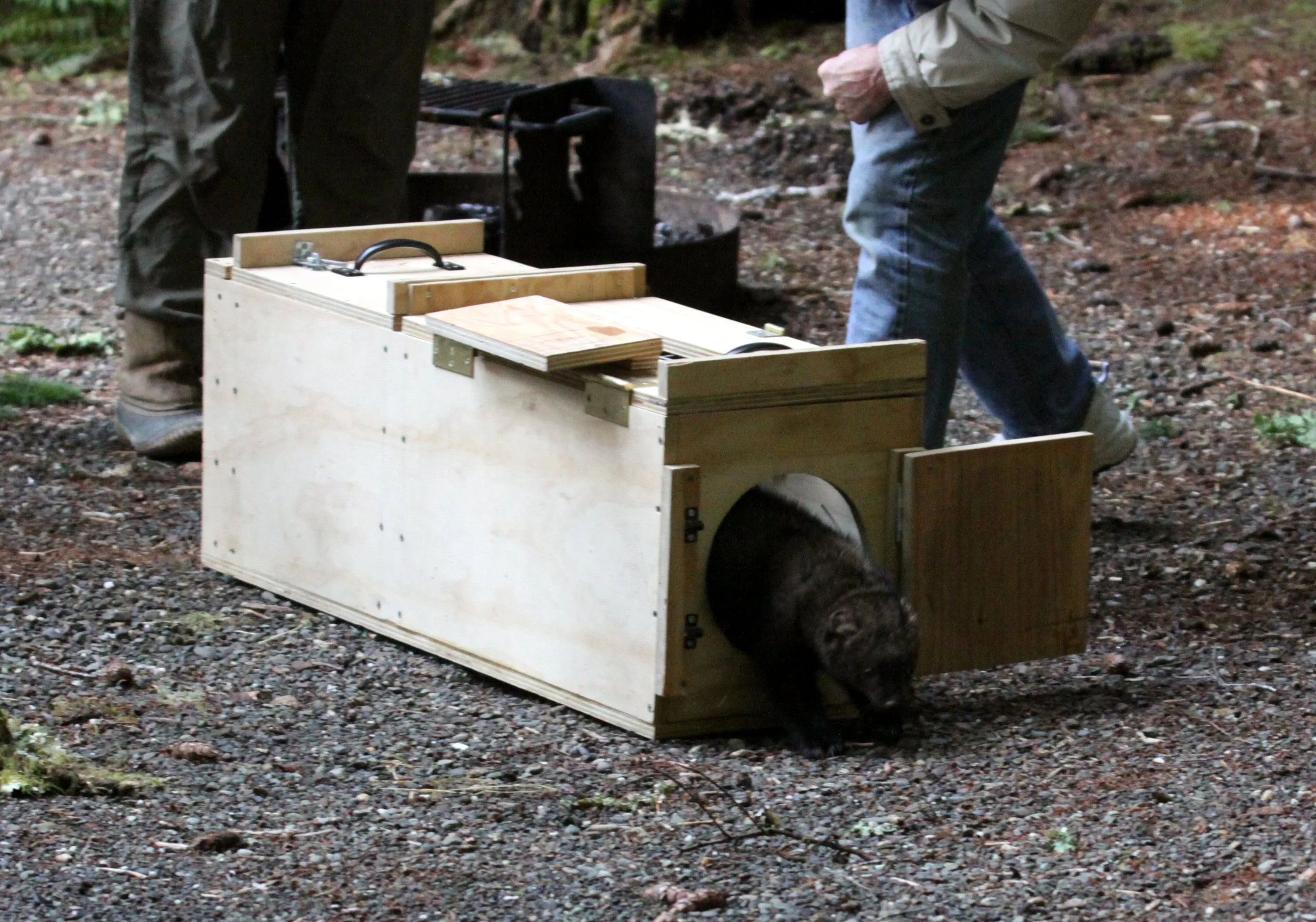 MUSTELID - FISHER - RELEASE ON 21 DECEMBER 2009 AT WISKER BEND TRAIL HEAD AND SOL DUC CAMPGROUND ONP (81).JPG