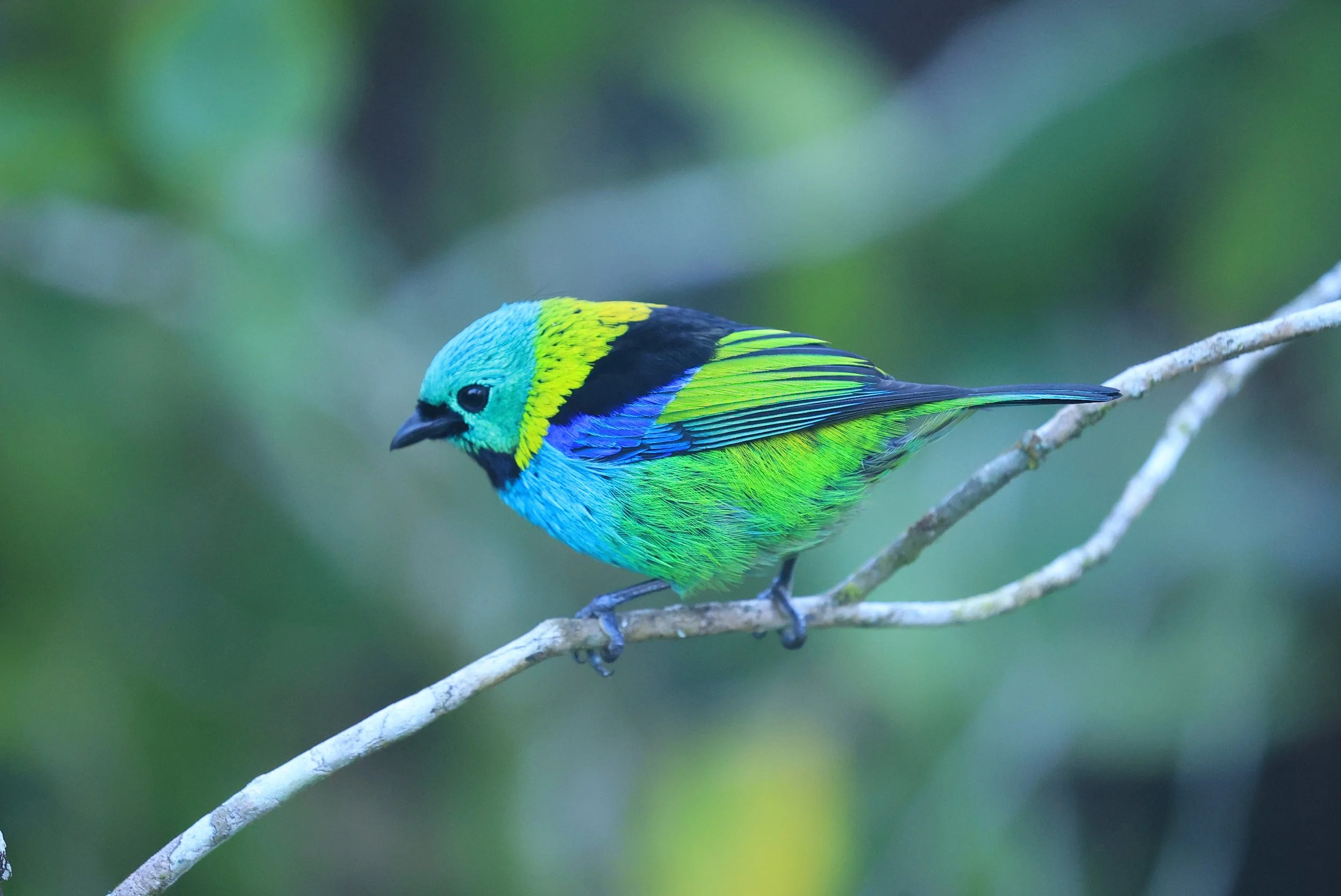 Green-headed Tanager (Tangara seledon)  Superagui National Park, Brazil (205).jpg
