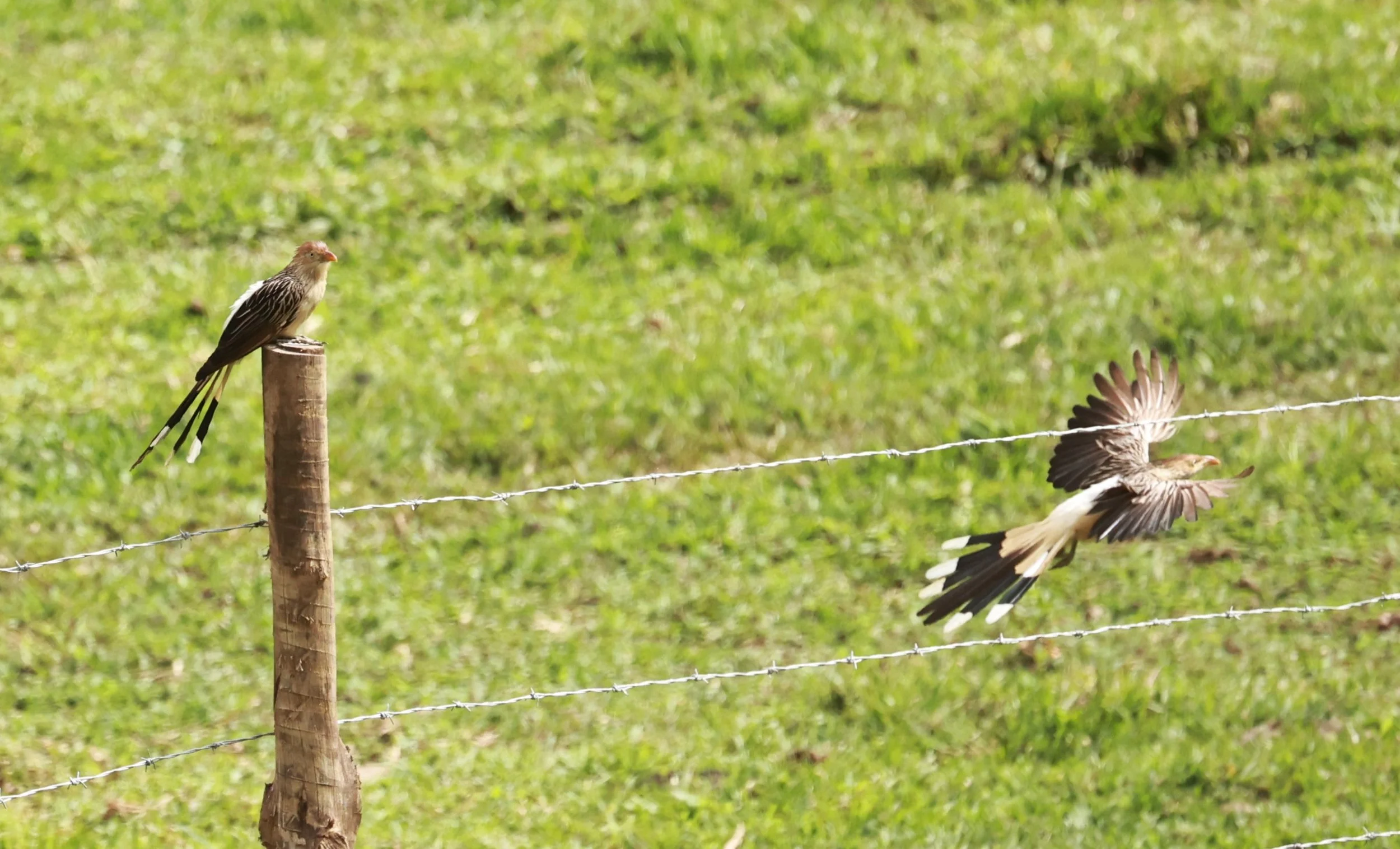 Guira Cuckoo (Guira guira) Alfonso Claudio, Espirito Santo, Brazil (9).JPG