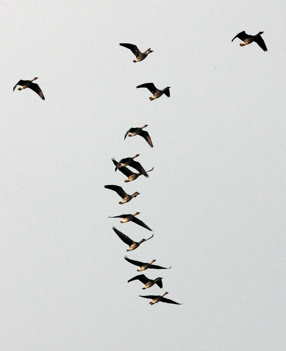 BIRD - GOOSE - BEAN GOOSE - ANSER FABALIS - NANJI HILL RESERVE POYANG LAKE, JIANGXI PROVINCE, CHINA (1).JPG
