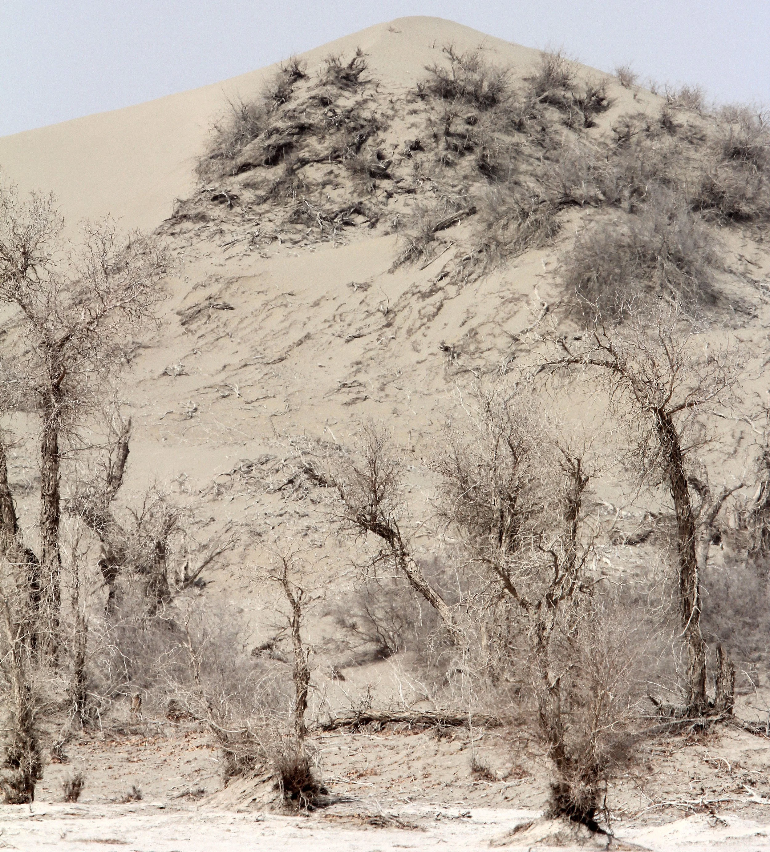 TAKLAMAKAN DESERT - XINJIANG CHINA (5).JPG