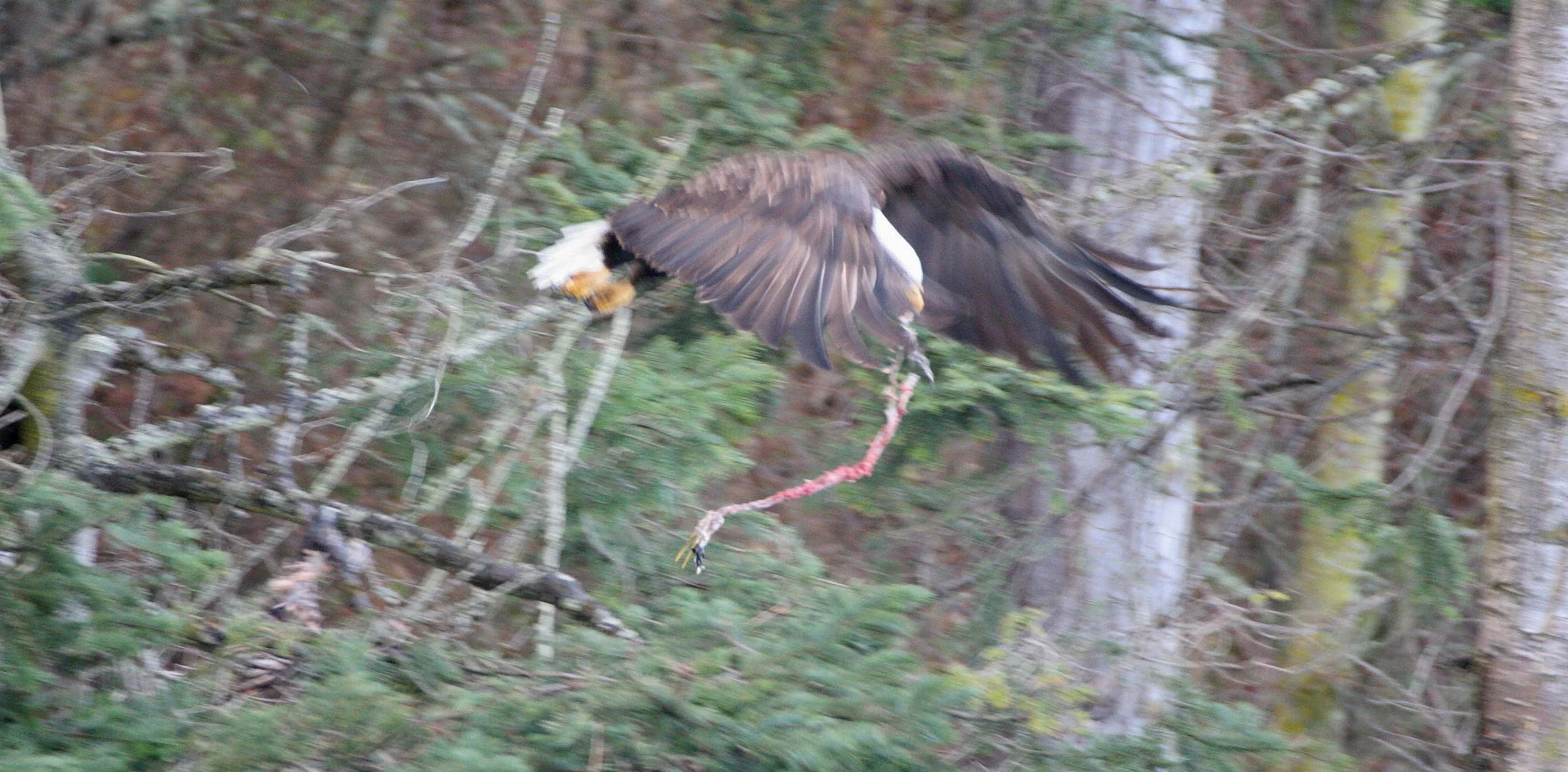 BIRD - EAGLE - BALD EAGLE - LAKE FARM RAVINE (33).JPG