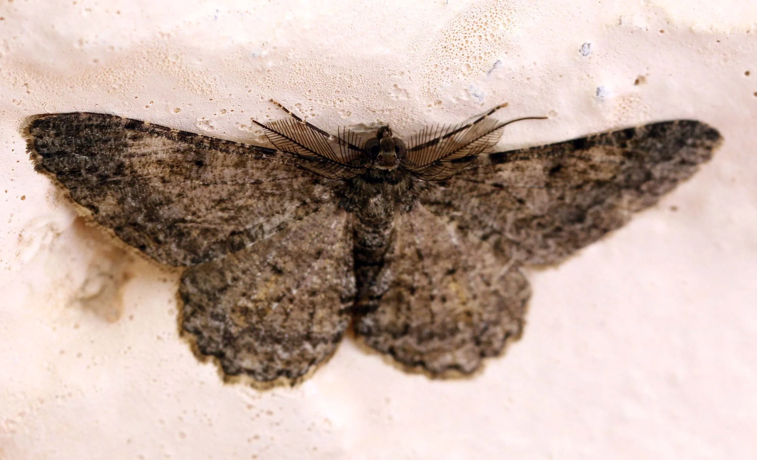 Geometridae - Psilalcis breta - Valparai India