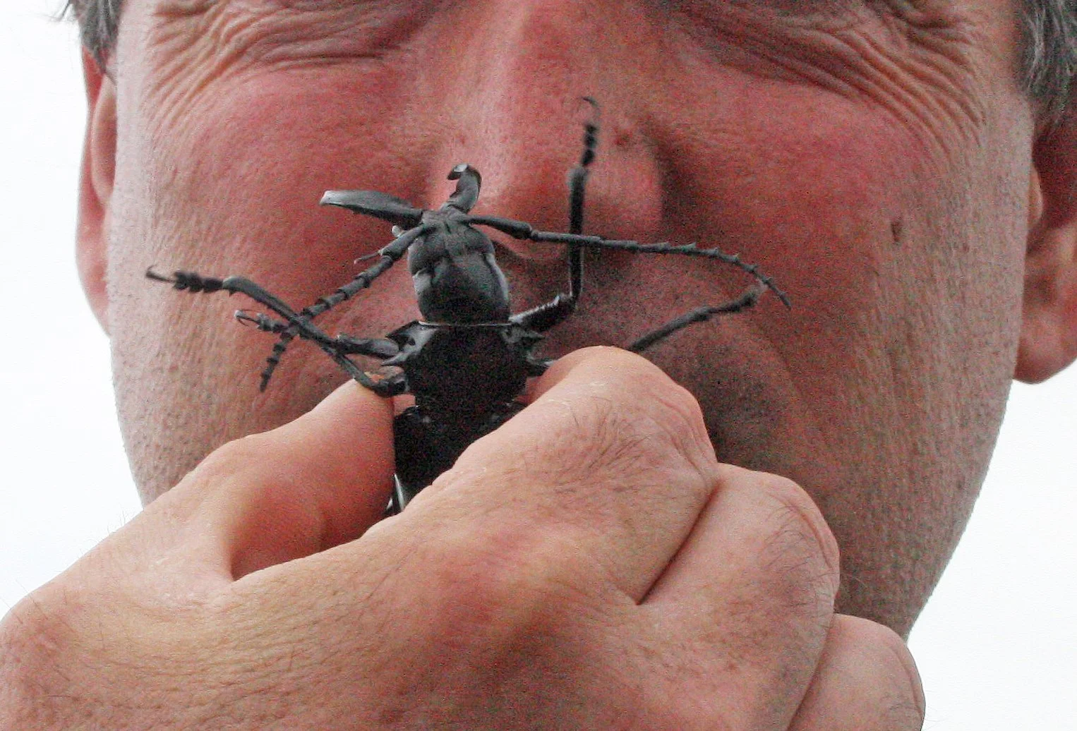 Walrus Tusk Beetle (Dorysthenes walkeri)