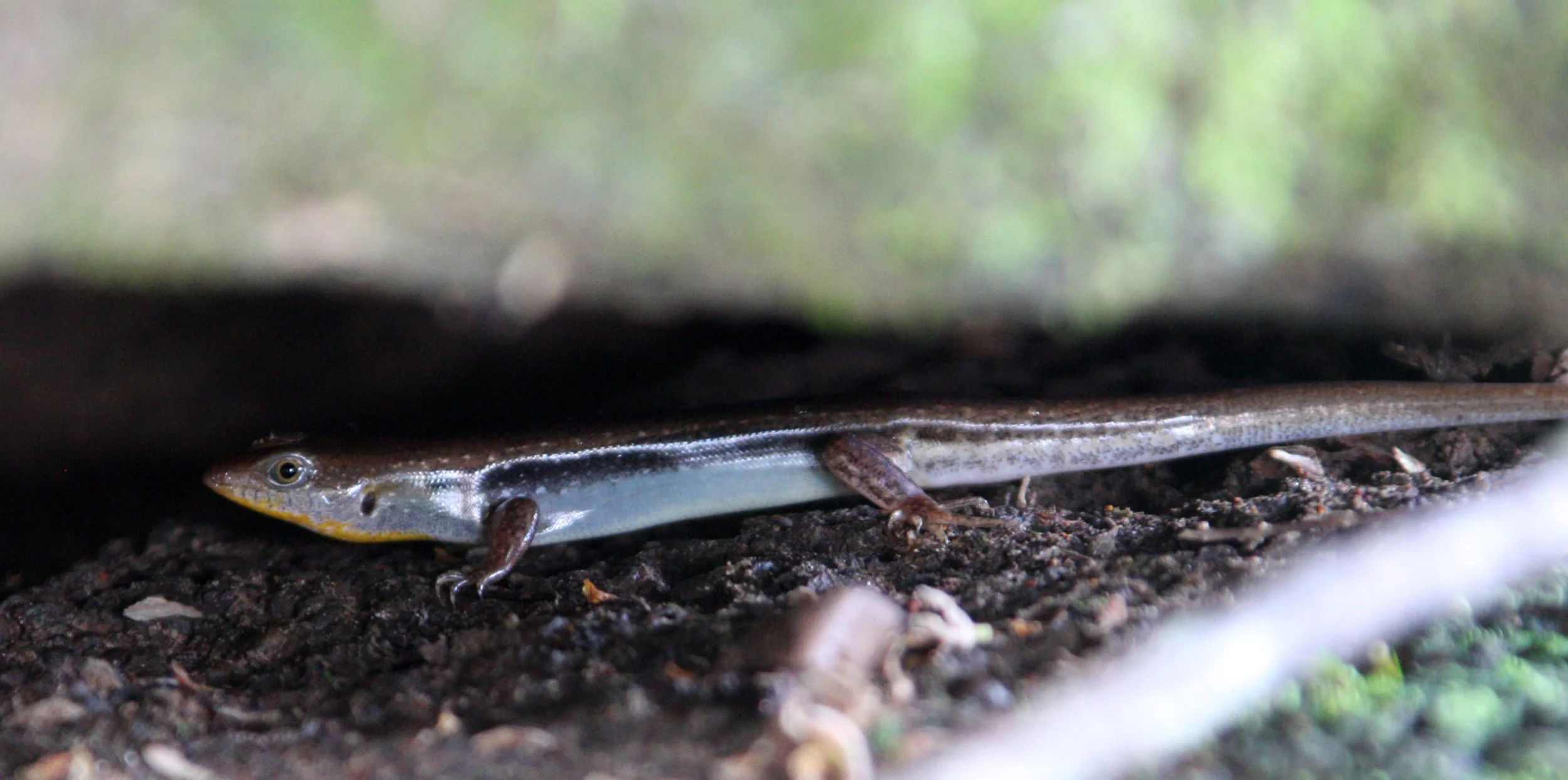 REPTILE - SKINK SPECIES - KOH KER CAMBODIA (3).JPG