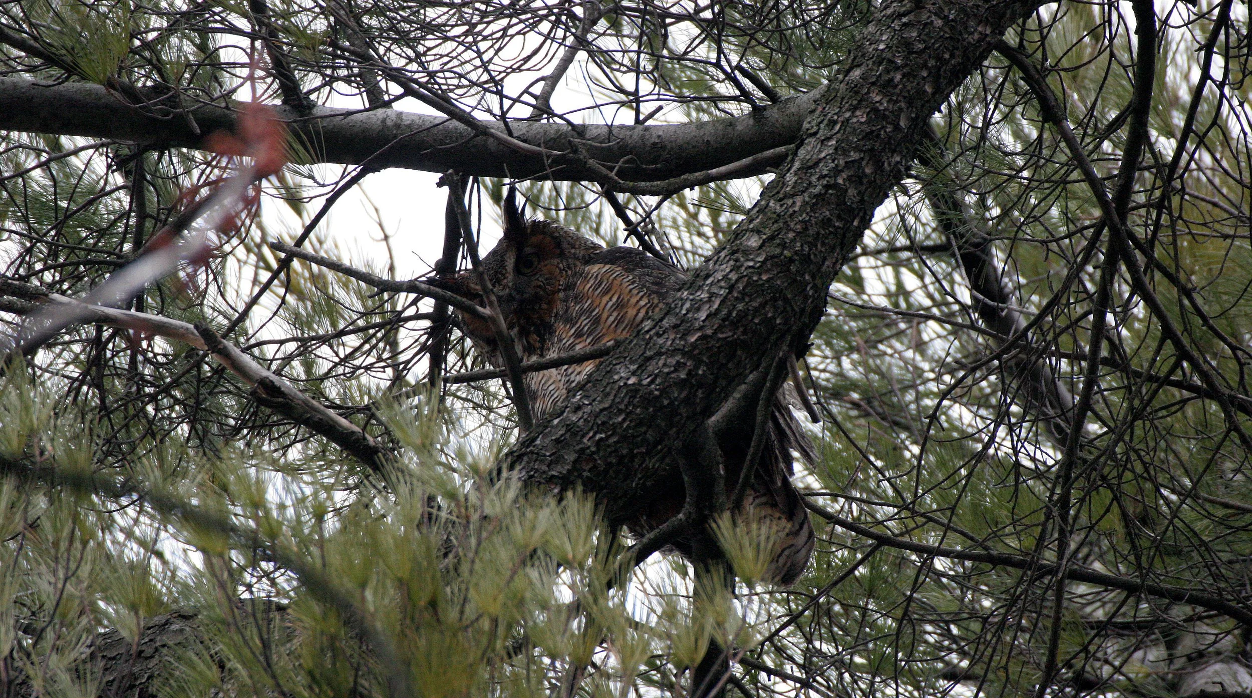 Bubo virginianus - GREAT-HORNED OWL - GENEVA COURTHOUSE ILLINOIS (21).JPG