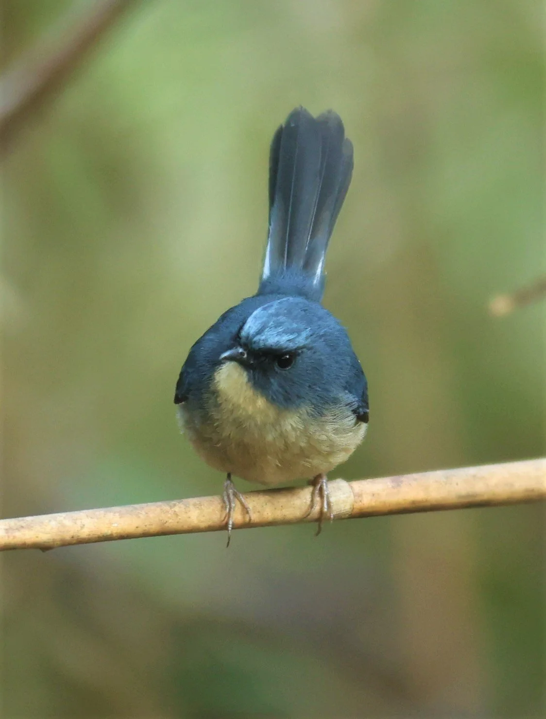 FLYCATCHER - SLATY-BLUE FLYCATCHER - Ficedula tricolor - DOI SAN JU (DOI LANG WEST) FEB 2022 (5).jpg