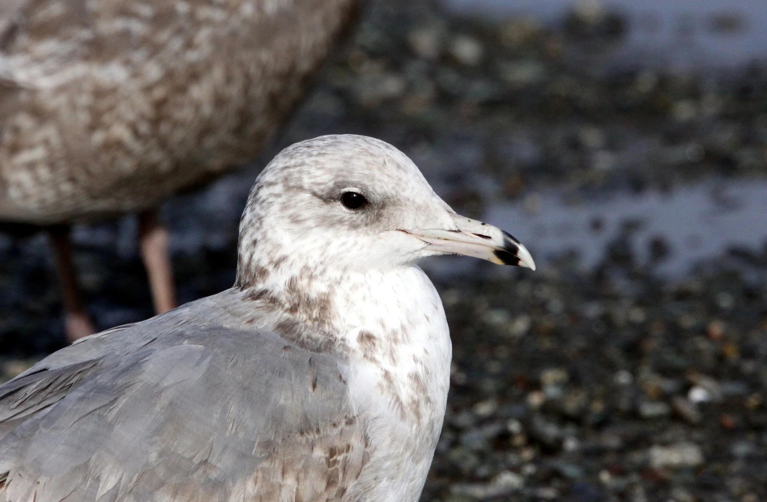 BIRD - GULL - RING-BILLED GULL - DUNGENESS WA (4).JPG