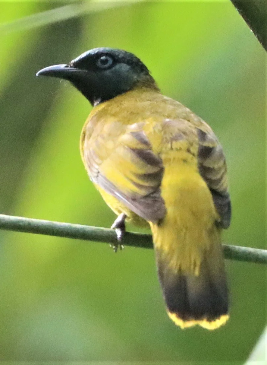 BULBUL - BLACK HEADED BULBUL - Pycnonotus atriceps - SI PHANG NGA NATIONAL PARK (7).jpg