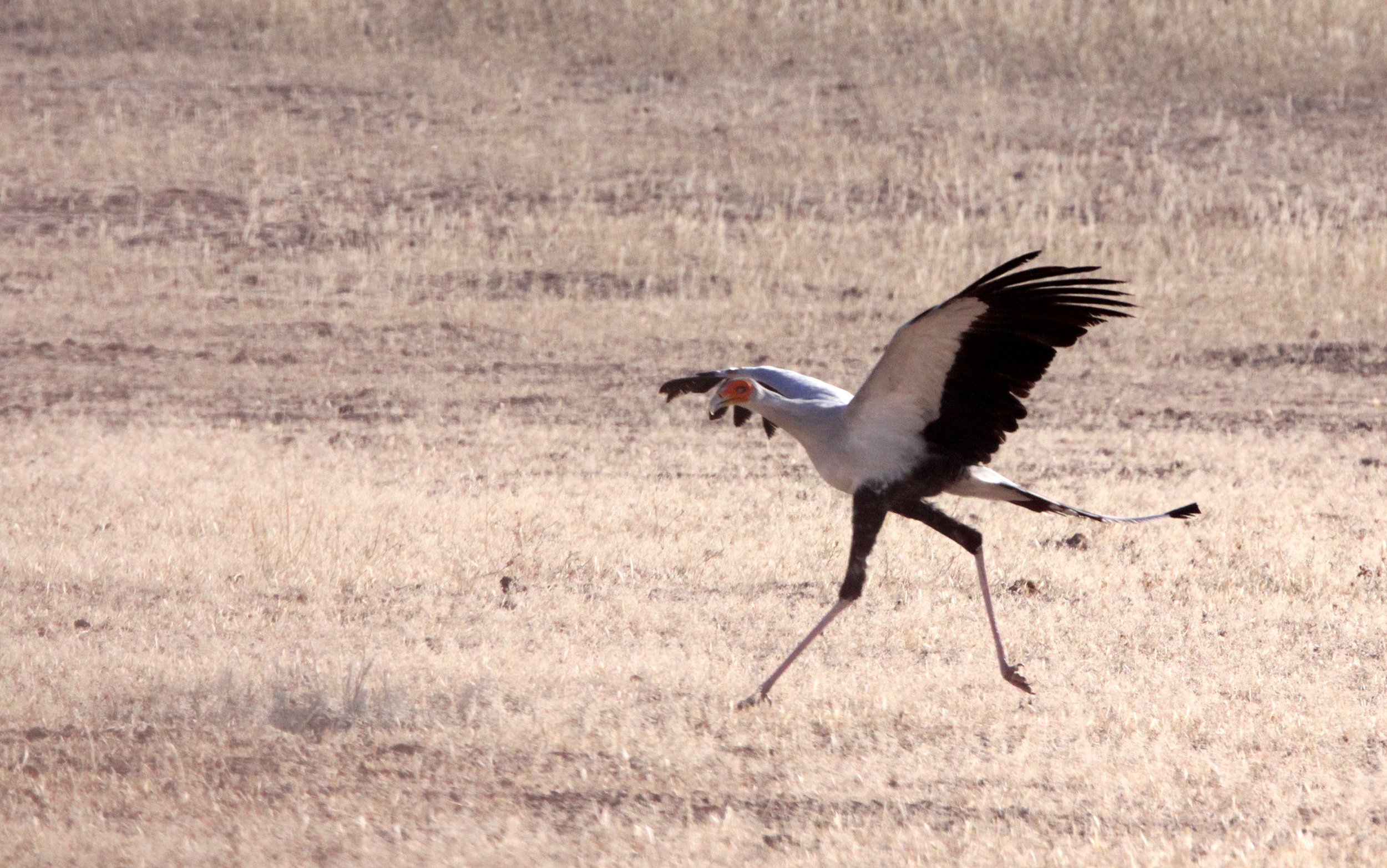 BIRD - SECRETARY BIRD - KGALAGADI NATIONAL PARK SOUTH AFRICA (11).JPG