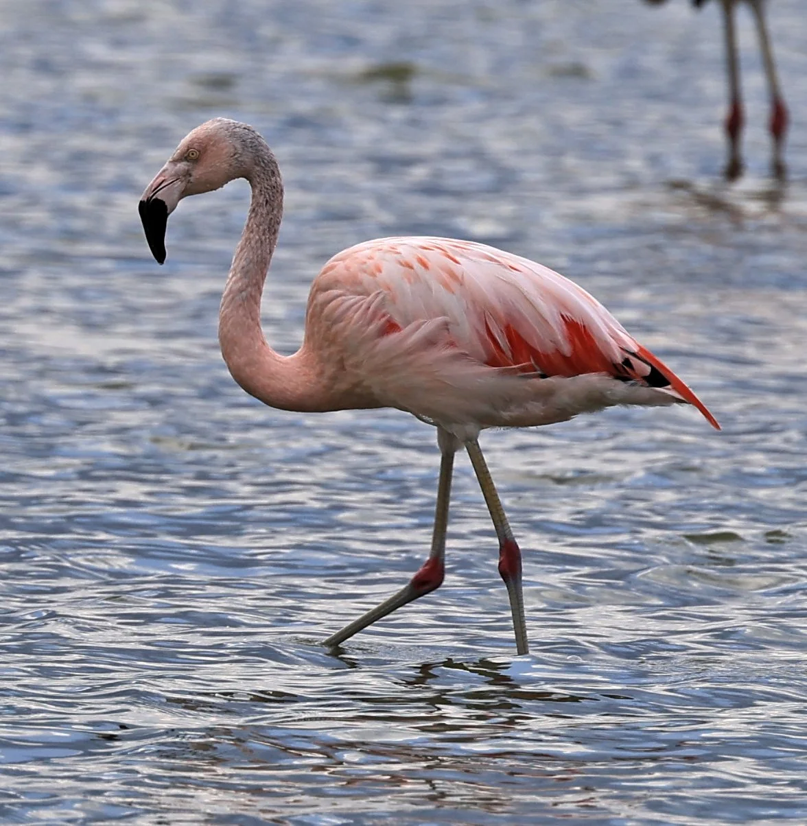 Chilean Flamingo (Phoenicopterus chilensis) Chaco Lodge & Laguna Salada Paraguay (2).jpg