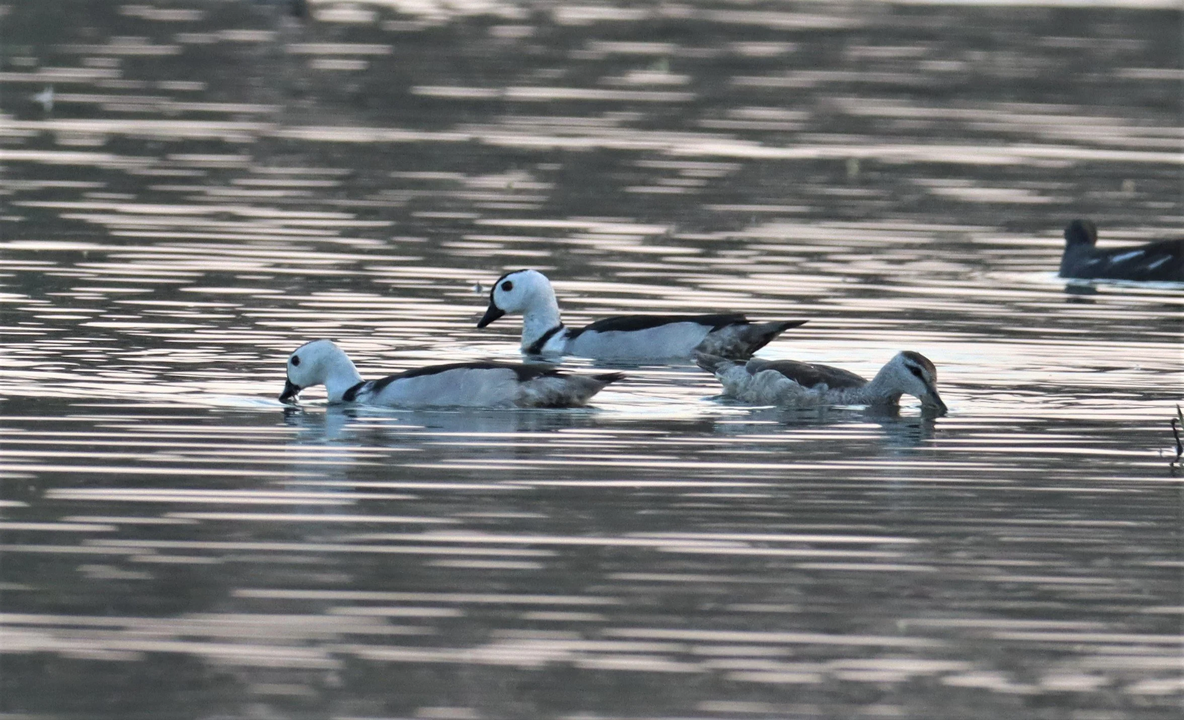 PYGMY GOOSE - COTTON PYGMY GOOSE - Nettapus coromandelianus - BUENG BORAPHET Pramong Pramich (9).JPG