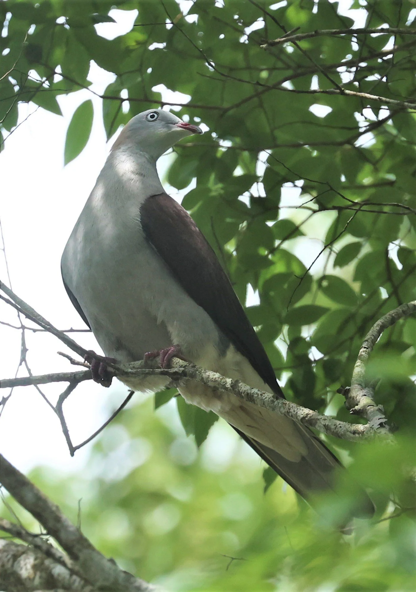 Mountain Imperial-Pigeon (Ducula badia) KhaoYai NP Thailand (22).jpg