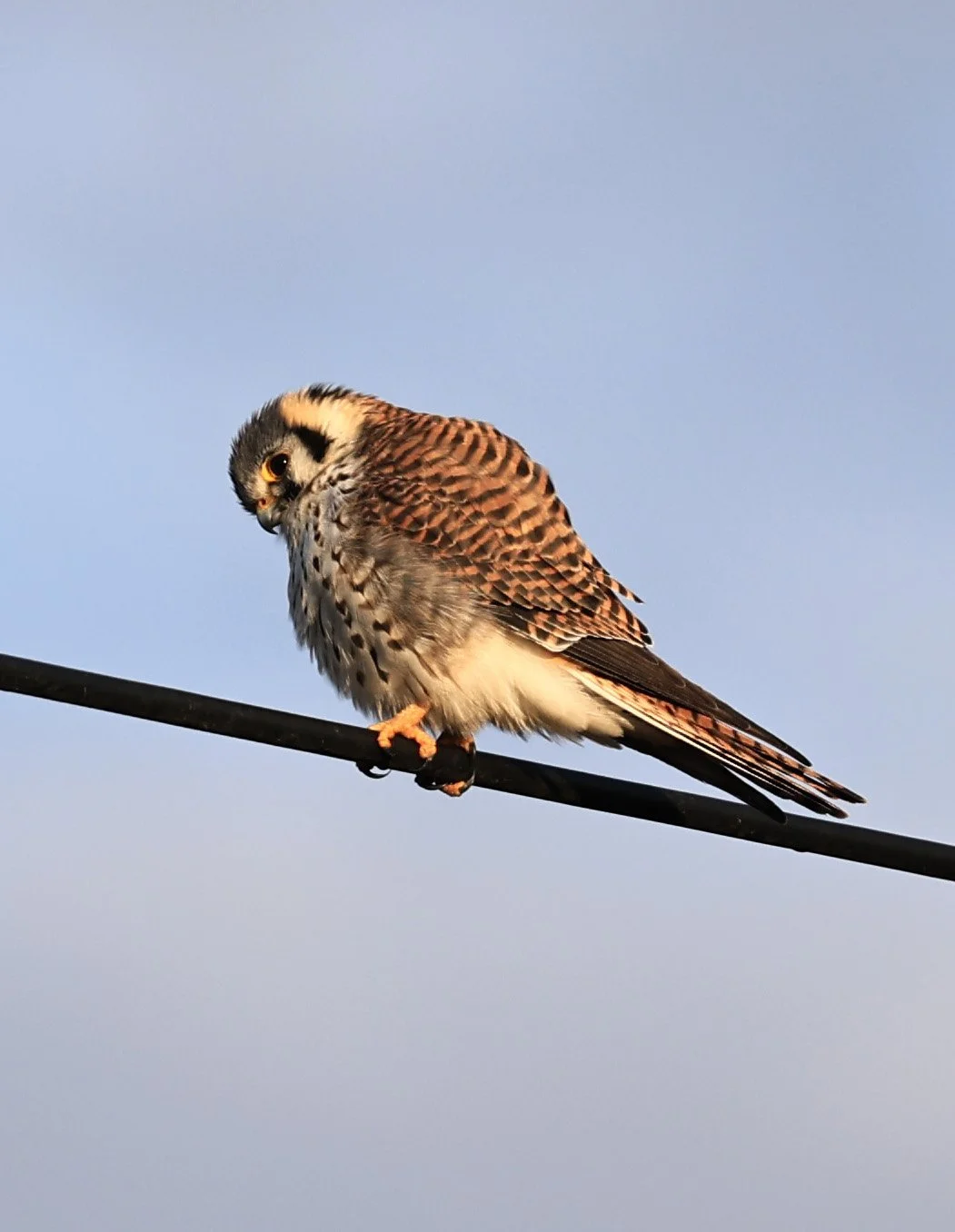 American Kestrel (Falco sparverius) Aurora Chaquena Reserve, Neuland Mennonite Colony Paraguay (18).jpg