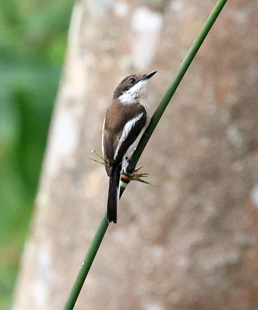 Bar-winged Flycatcher-shrike (Hemipus picatus) Khao Yai National Park Feb 2026 Day 2 (20).jpg