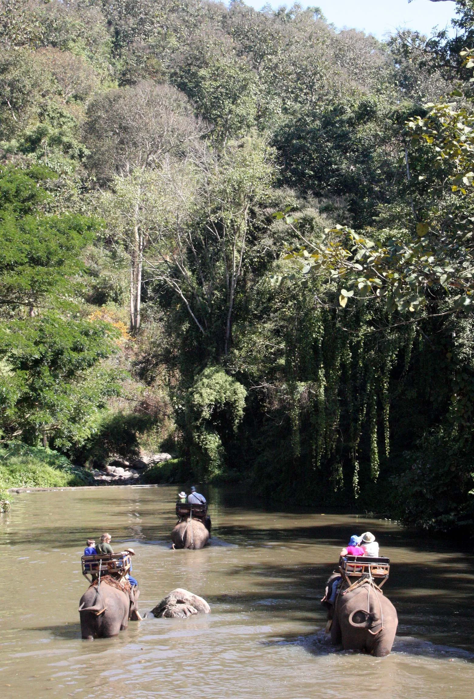 2008 Lampang City & Elephant Center (19).JPG