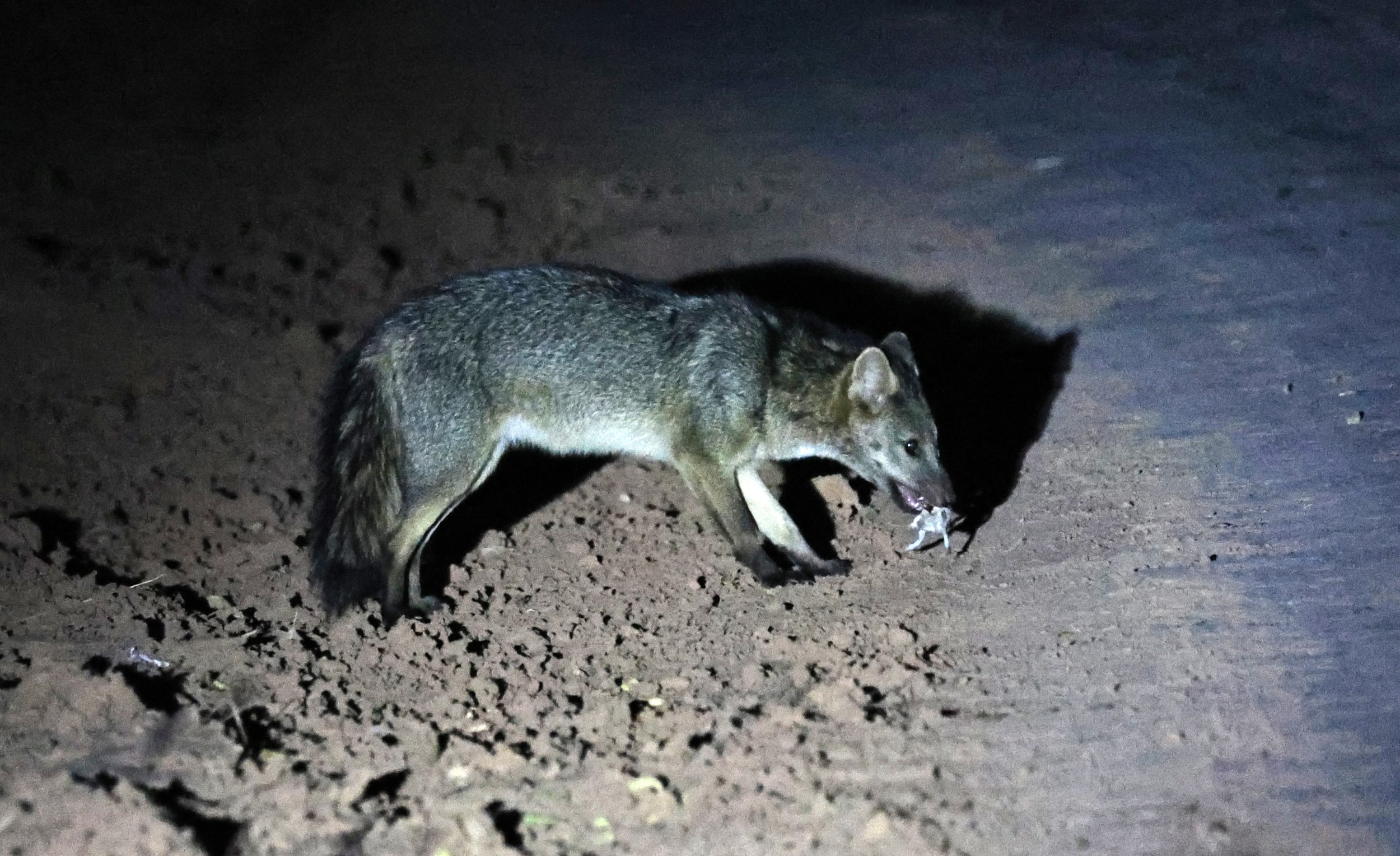 Crab-eating Fox (Cerdocyon thous) Agua Dulce Paraguay (34).jpg