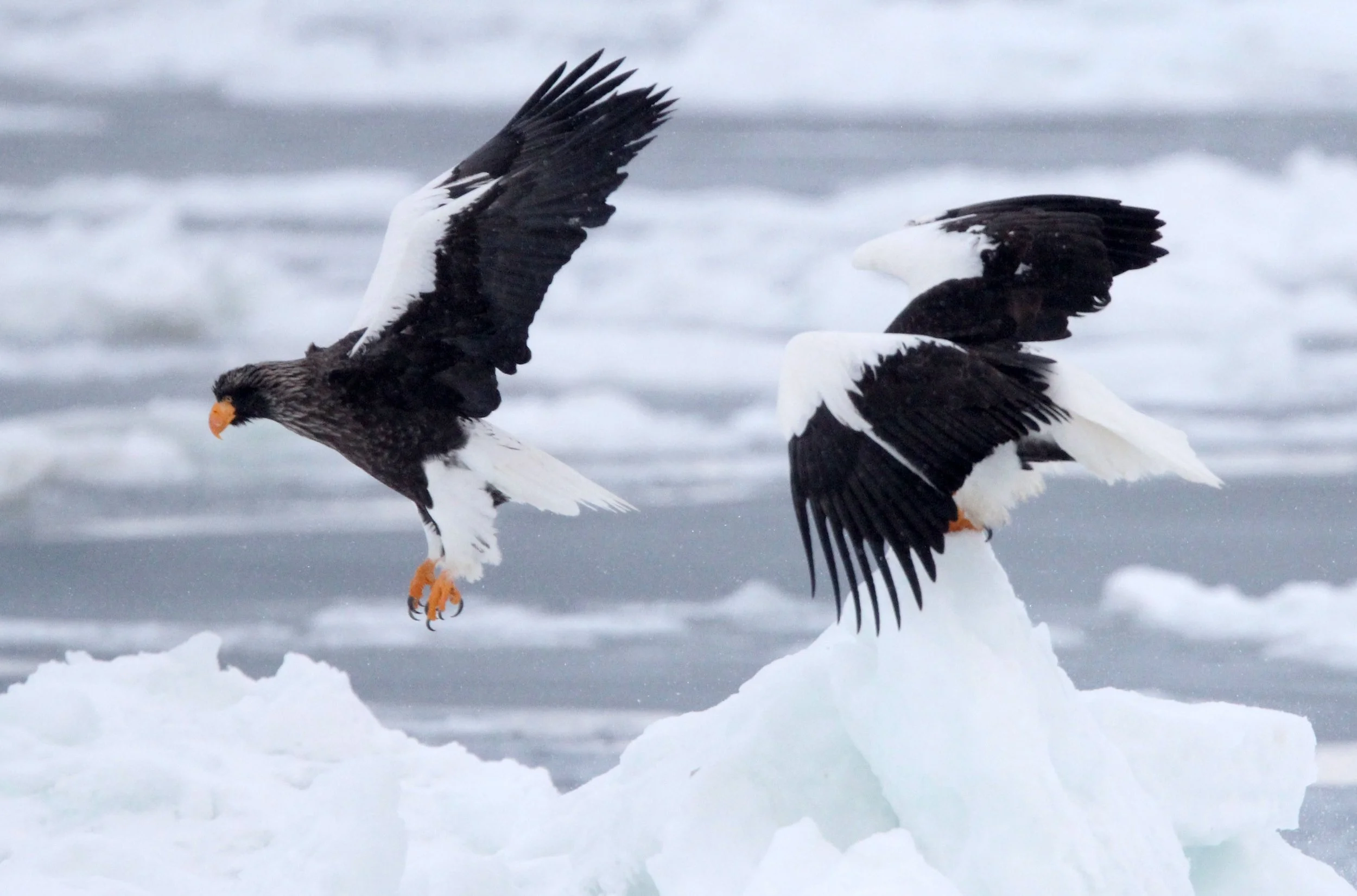 BIRD - EAGLE - STELLER'S SEA EAGLE - RAUSU, SHIRETOKO PENINSULA & NATIONAL PARK - HOKKAIDO JAPAN (1).JPG