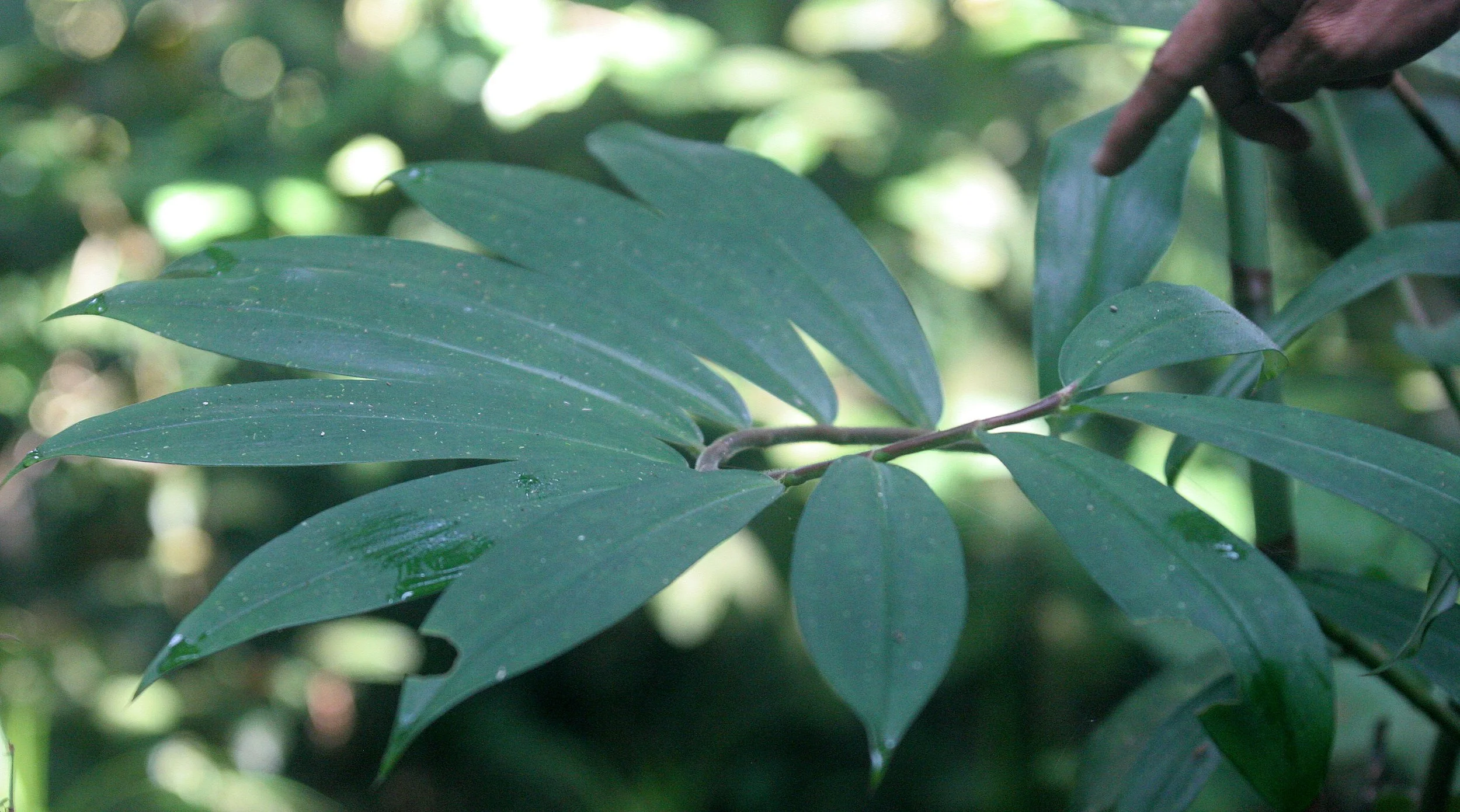 KINABATANGAN RIVER BORNEO - GINGER PLANT (2).JPG