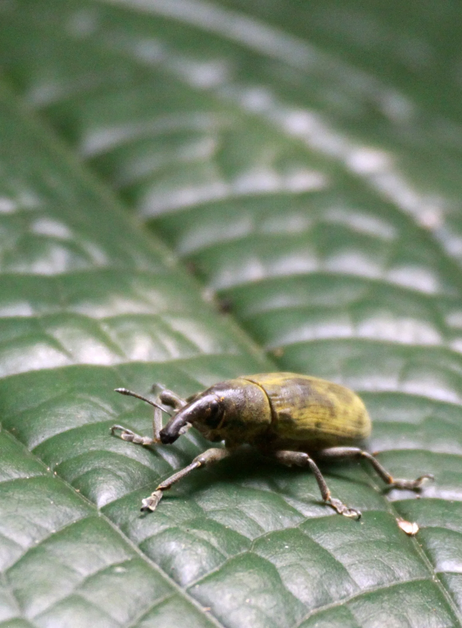 Lixus angustatus - Rwenzori National Park, Uganda (3).JPG