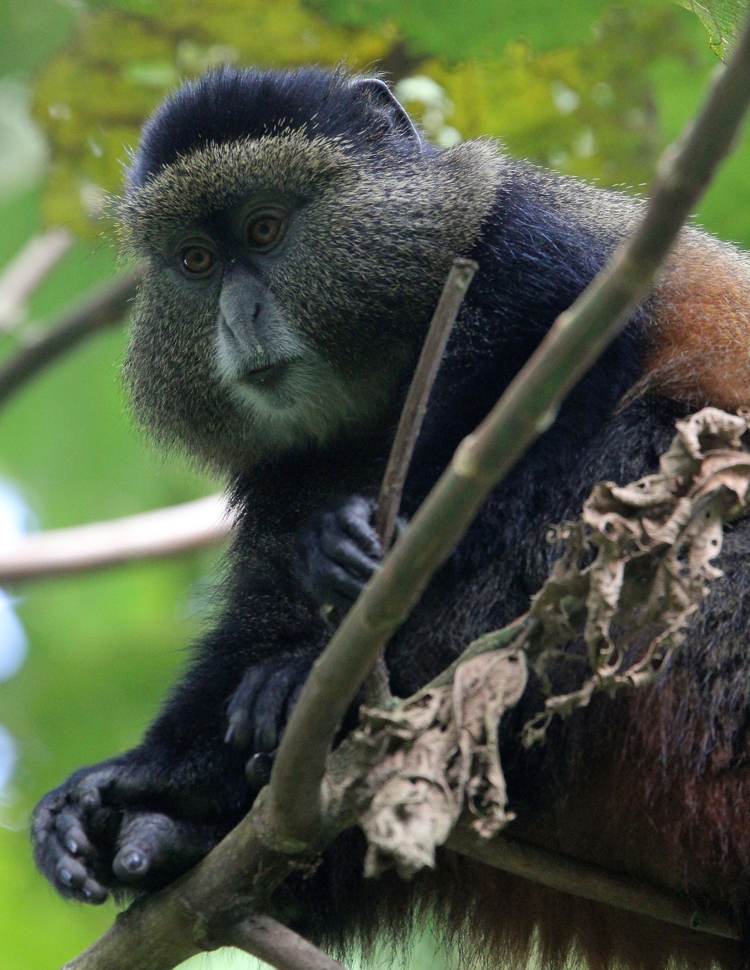 CERCOPITHECIDAE - Cercopithecus kandti - VIRUNGA GOLDEN MONKEY - PARK DU VULCANS RWANDA (446).JPG