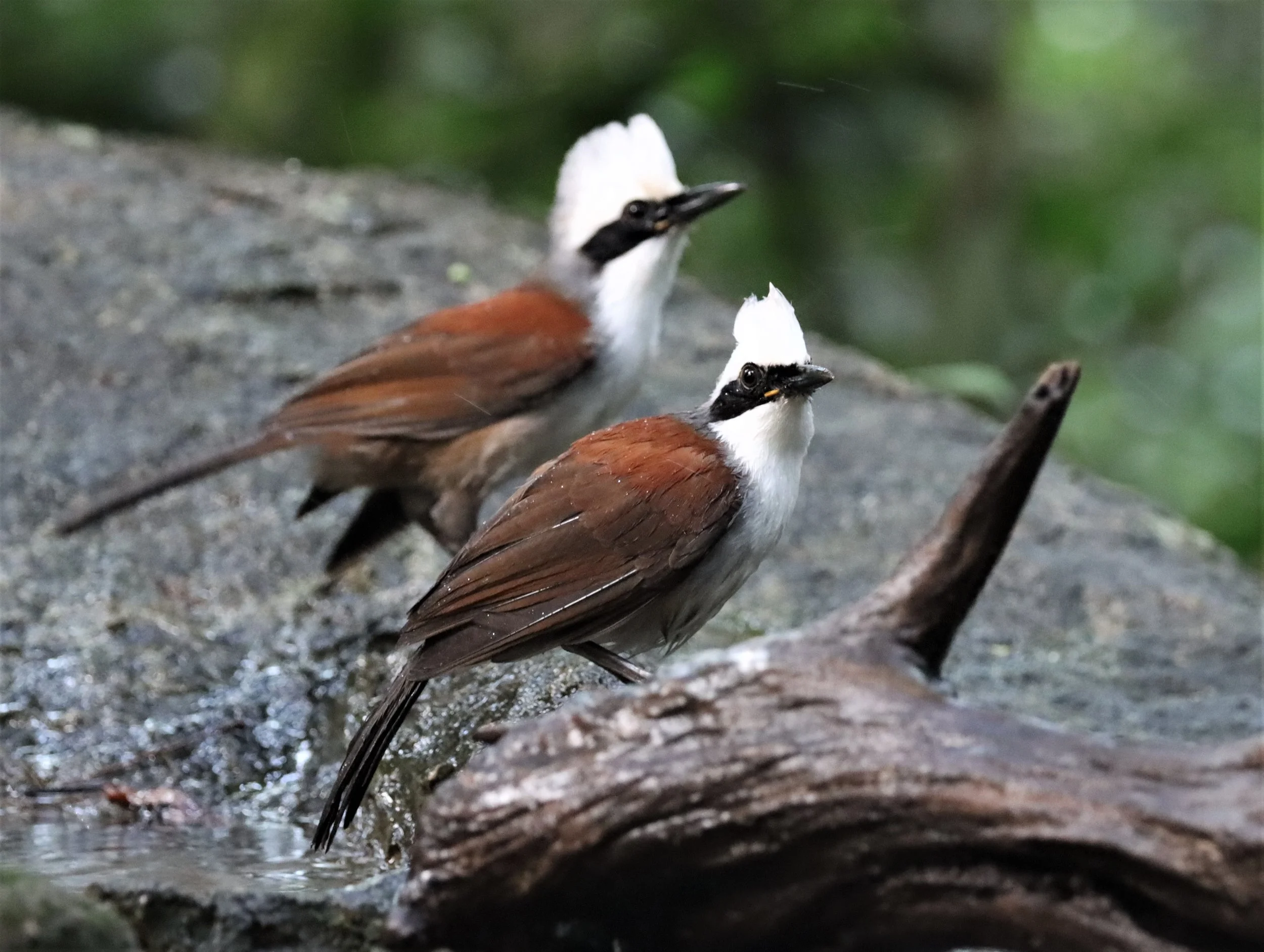 LAUGHINGTHRUSH - WHITE-CRESTED LAUGHINGTHRUSH - Garrulax leucolophus - WAT THAM PRATHUN CHONBURI (57).jpg